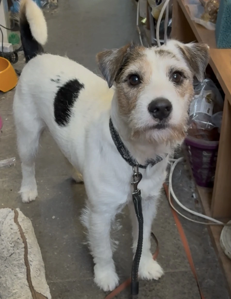 Krytí Parson Russel