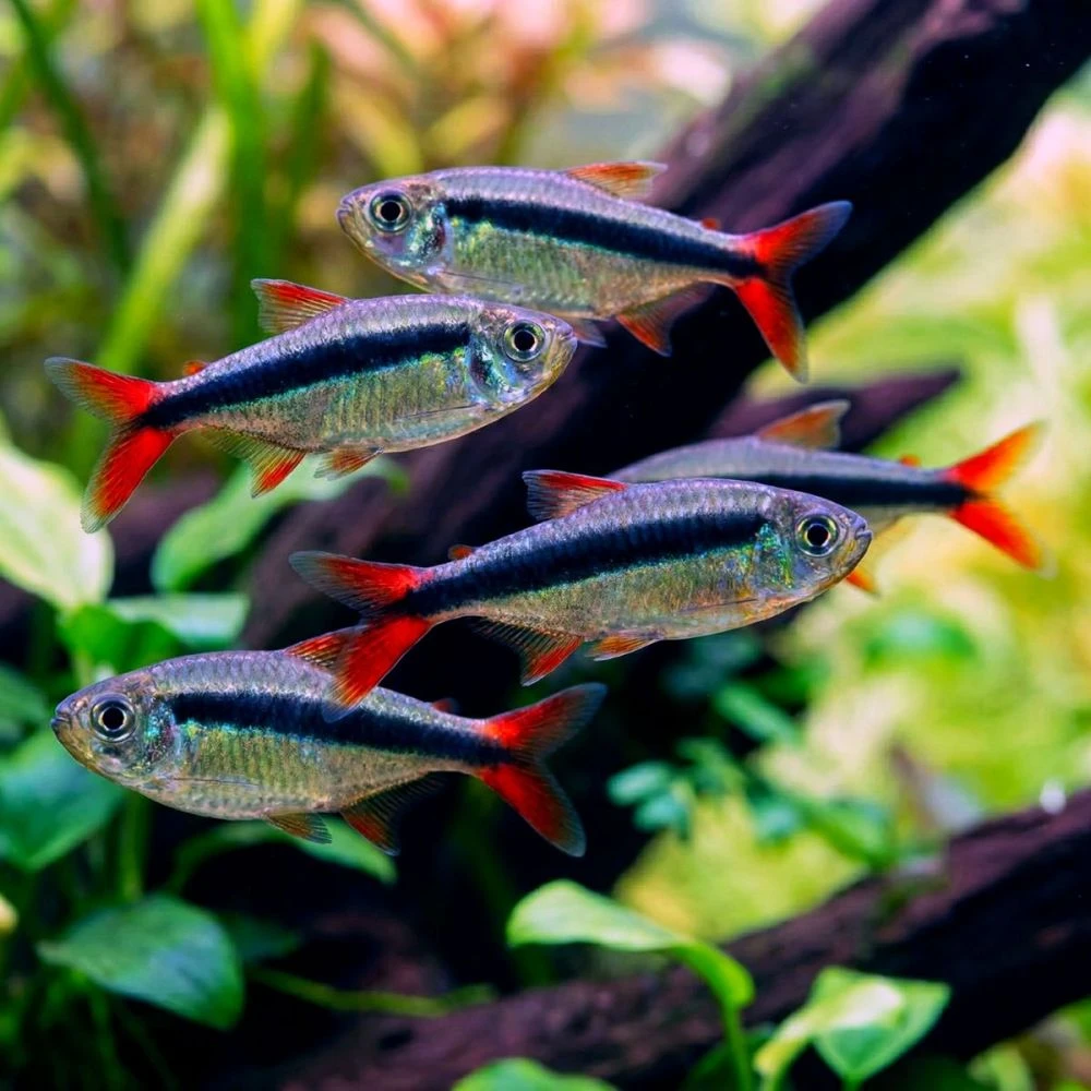 Tetra křivopruhá var. red tail