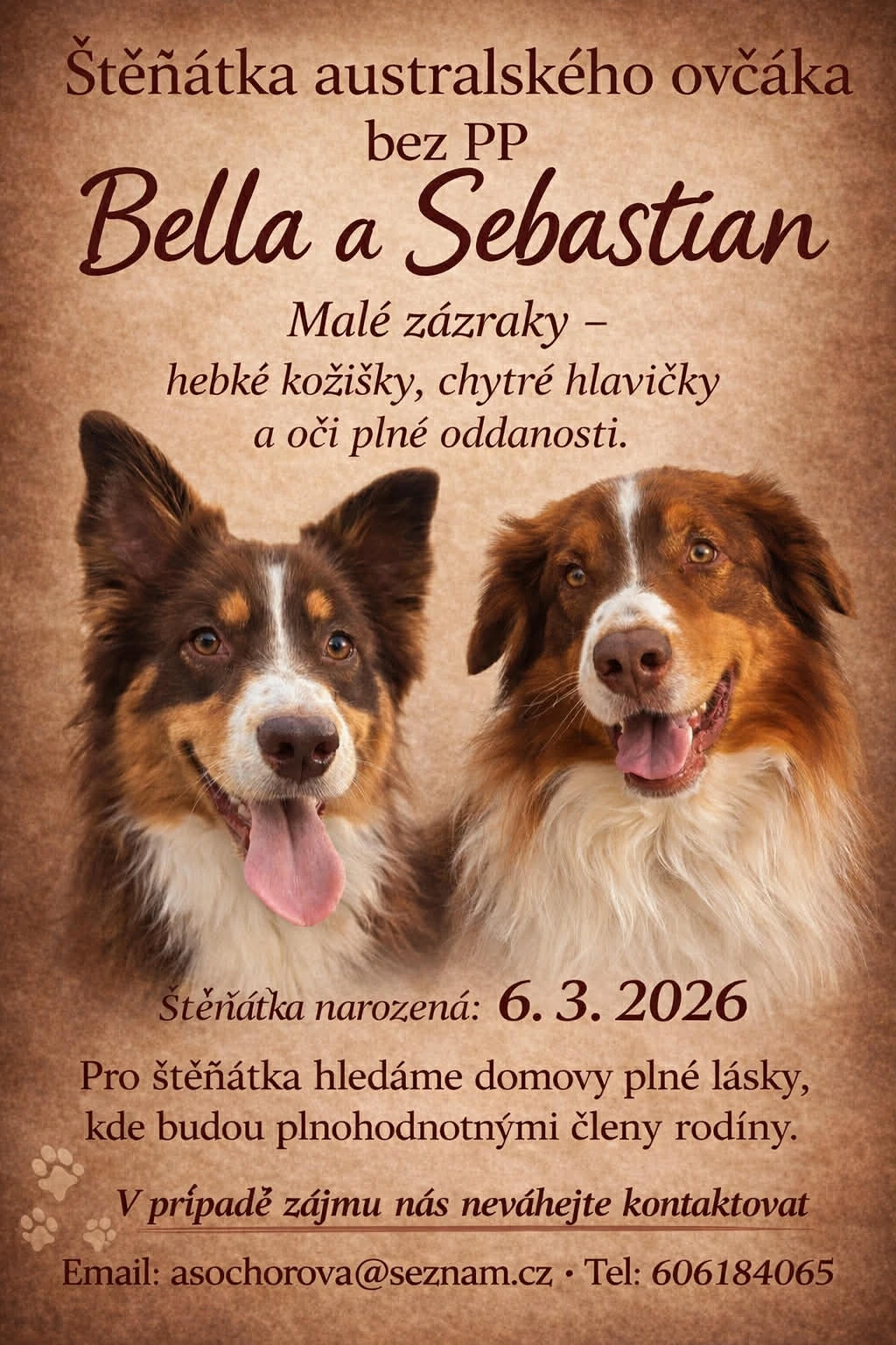 Štěňátka australského typu bez PP