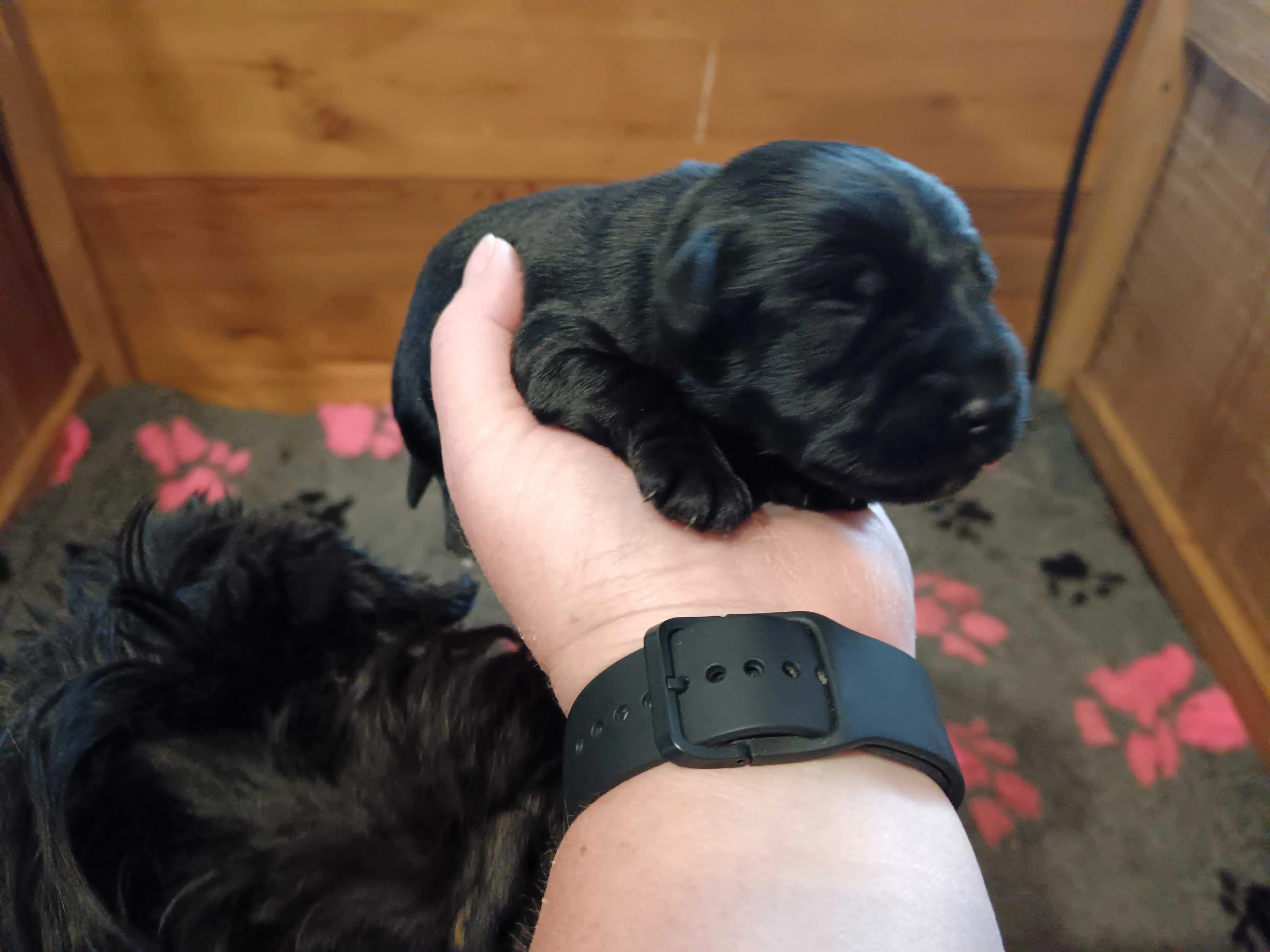 Knírač malý černý s PP