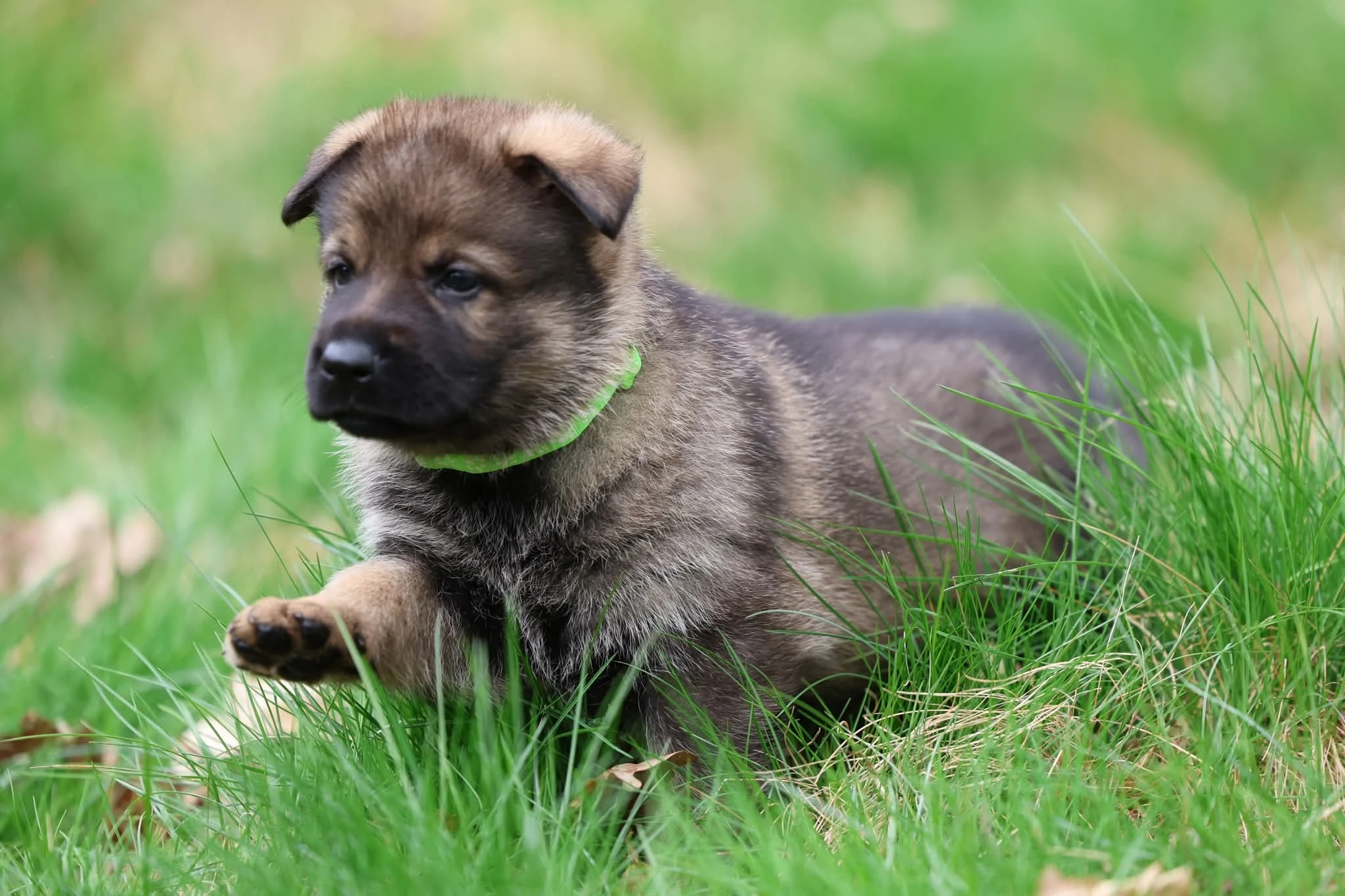 Německý ovčák štěňata s PP