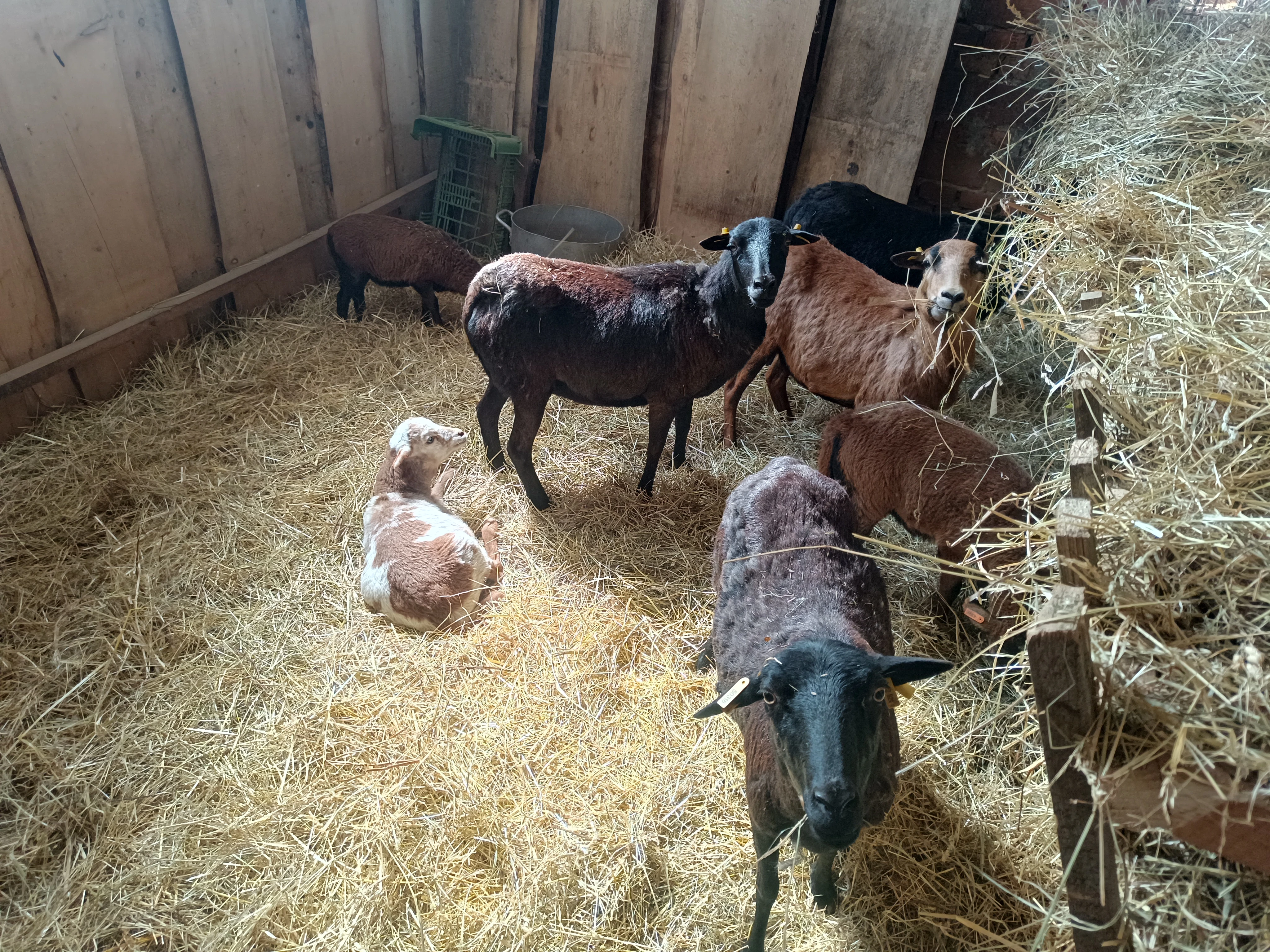 Prodám jehňata Kamerunské ovce