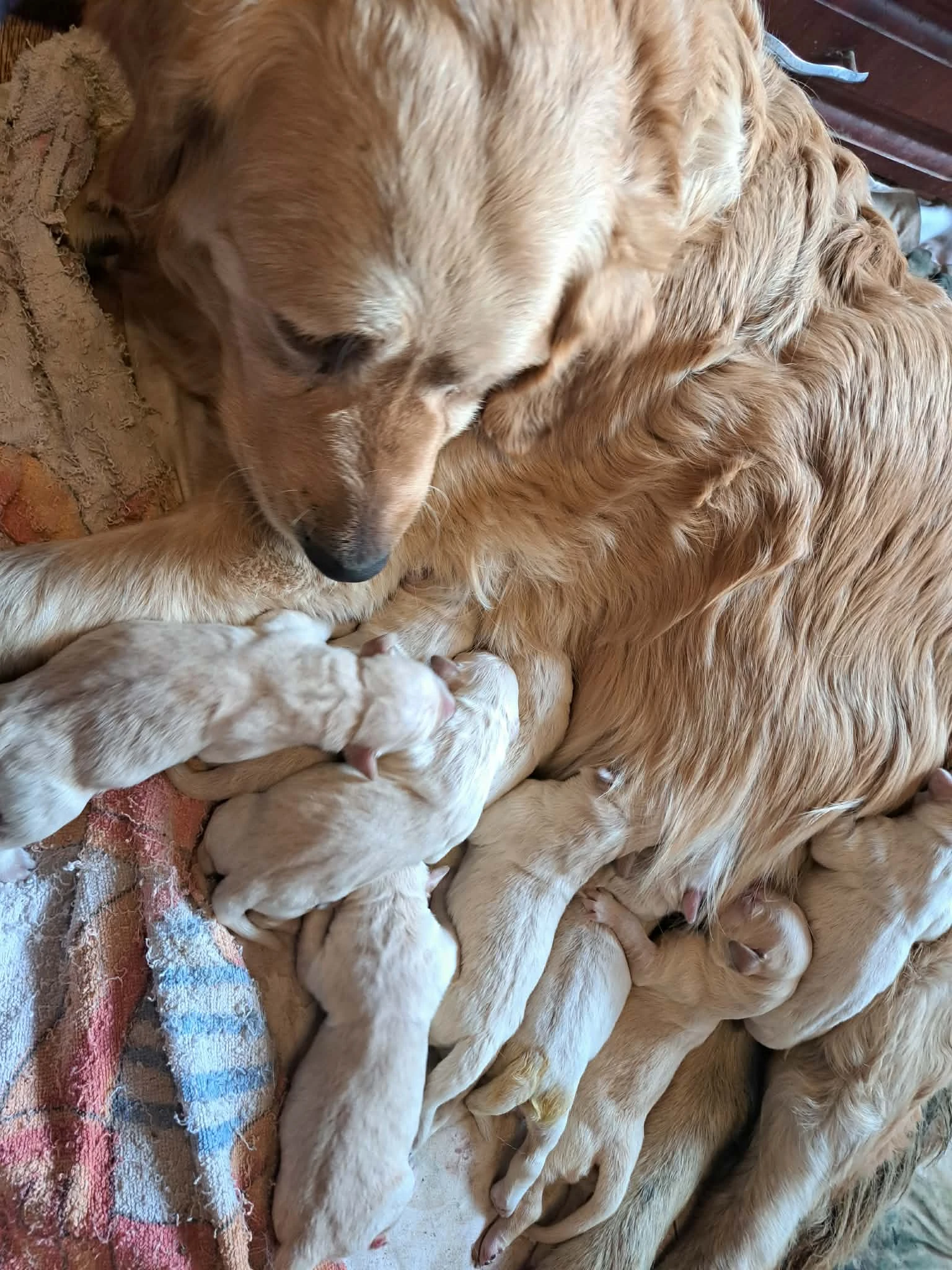 Zlatý retrívr - štěňátka bez PP čistokrevná