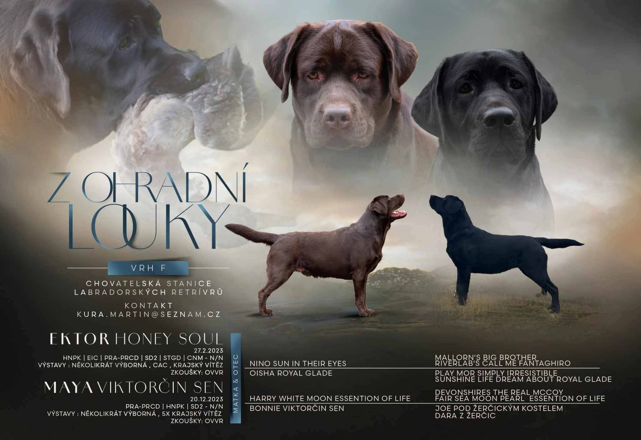 Labradorský retriever s PP