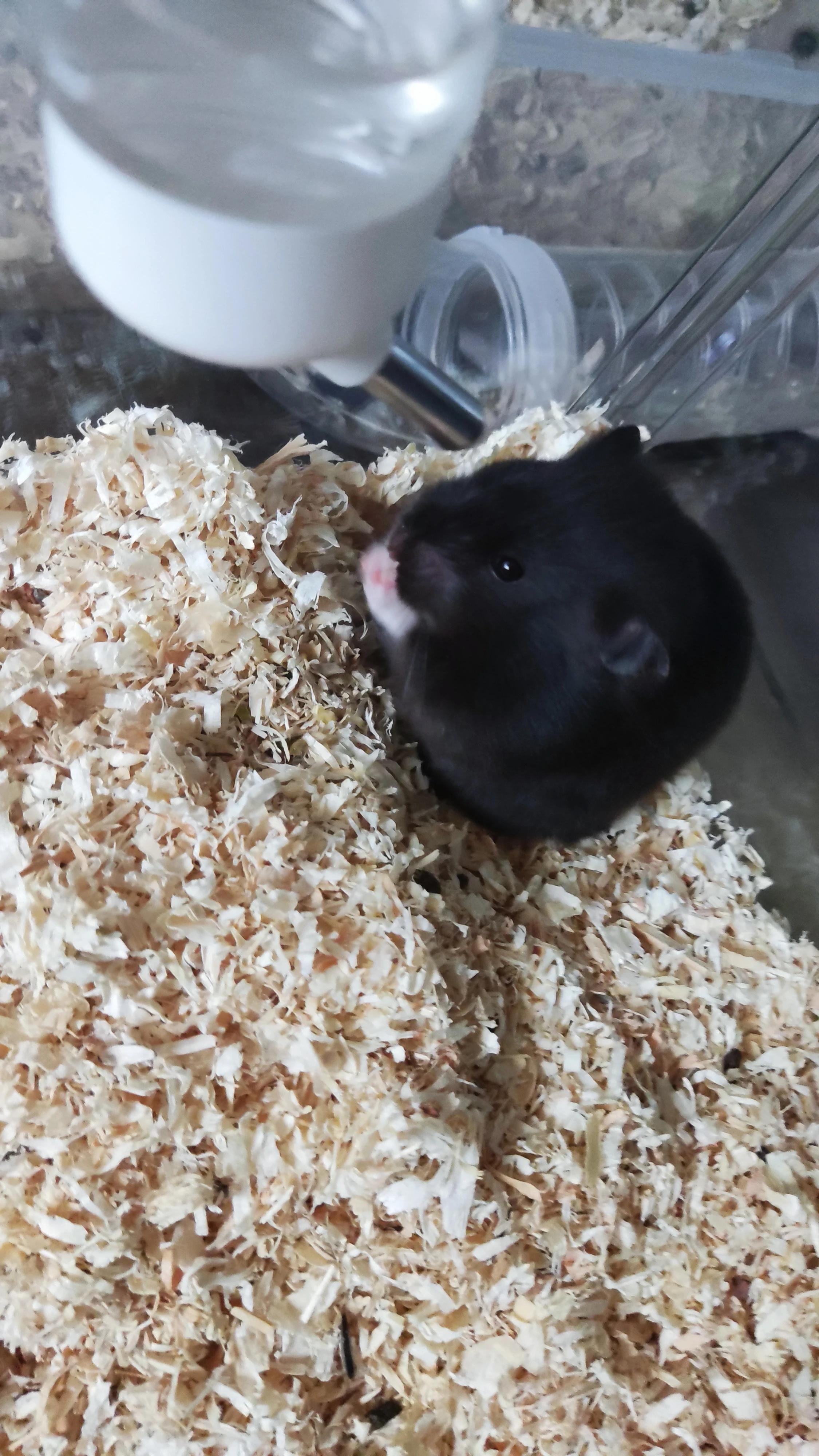 Křeček syrský samec