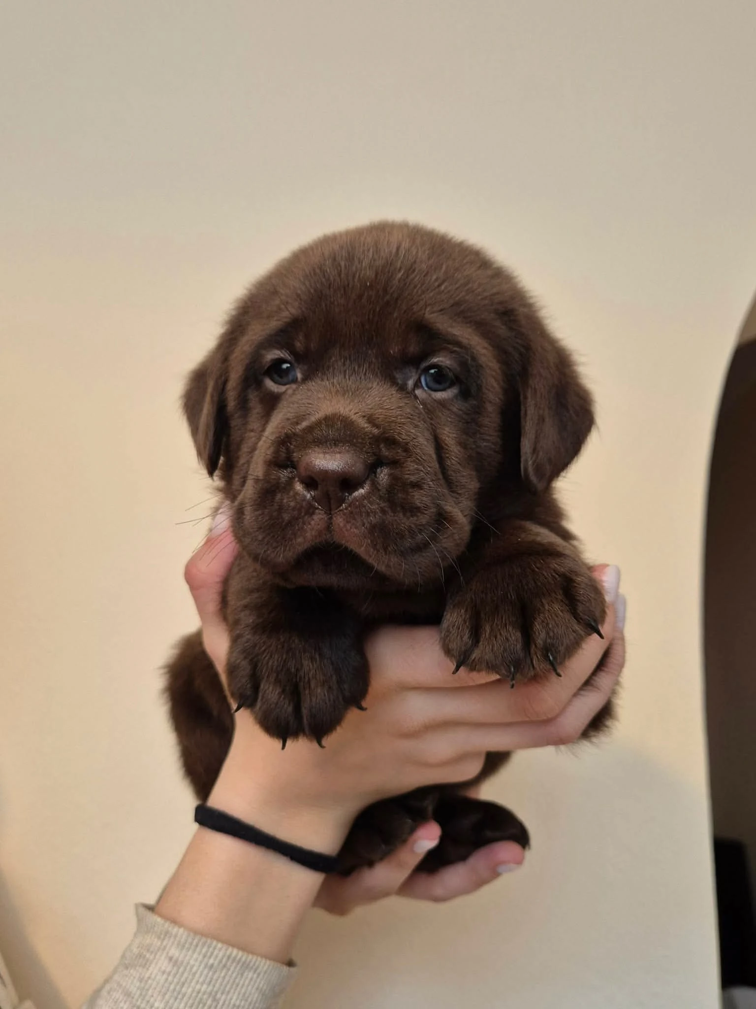 Labrador retriever čokoládové šteniatko s PP