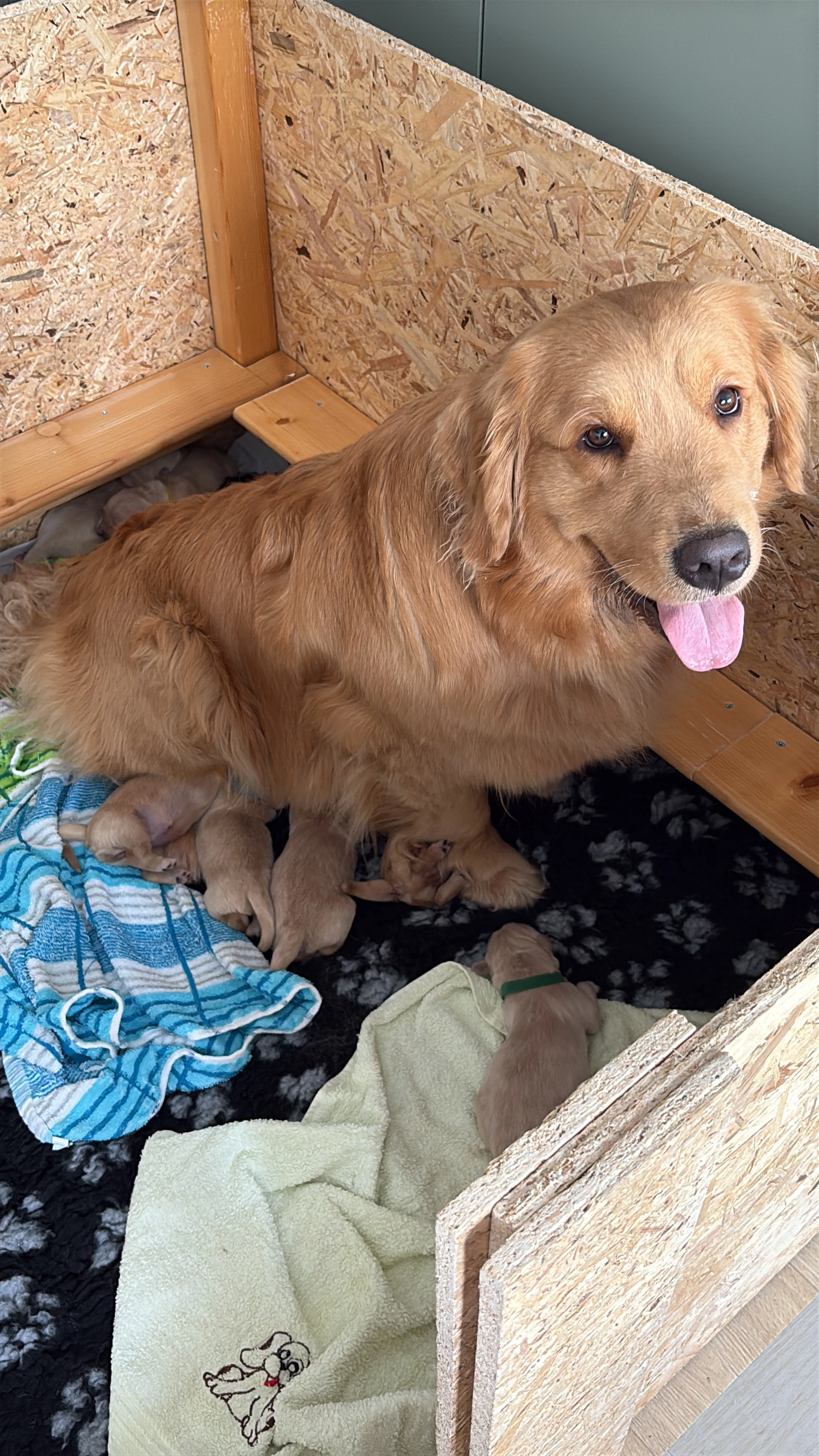 Zadám štěňata Zlatého retrívra