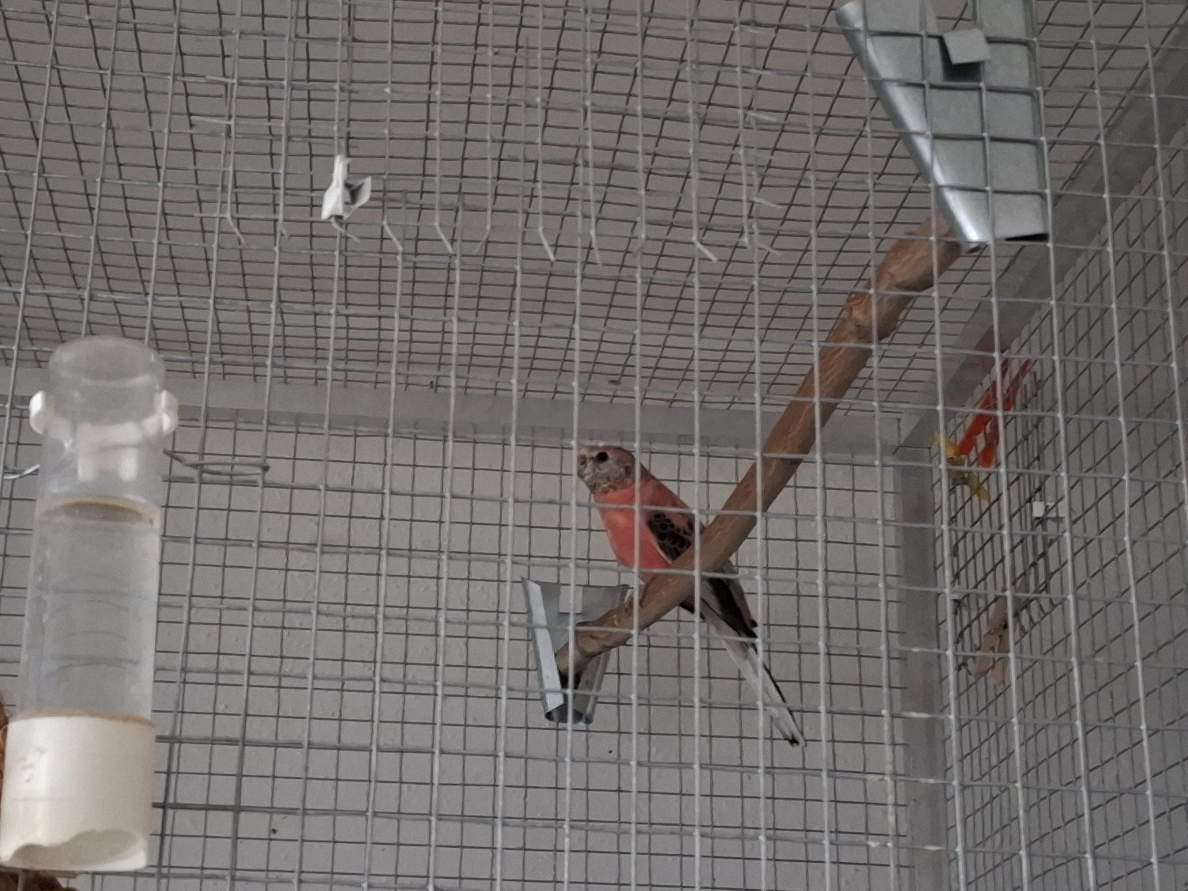 Neoféma bourek růžový samice 2025