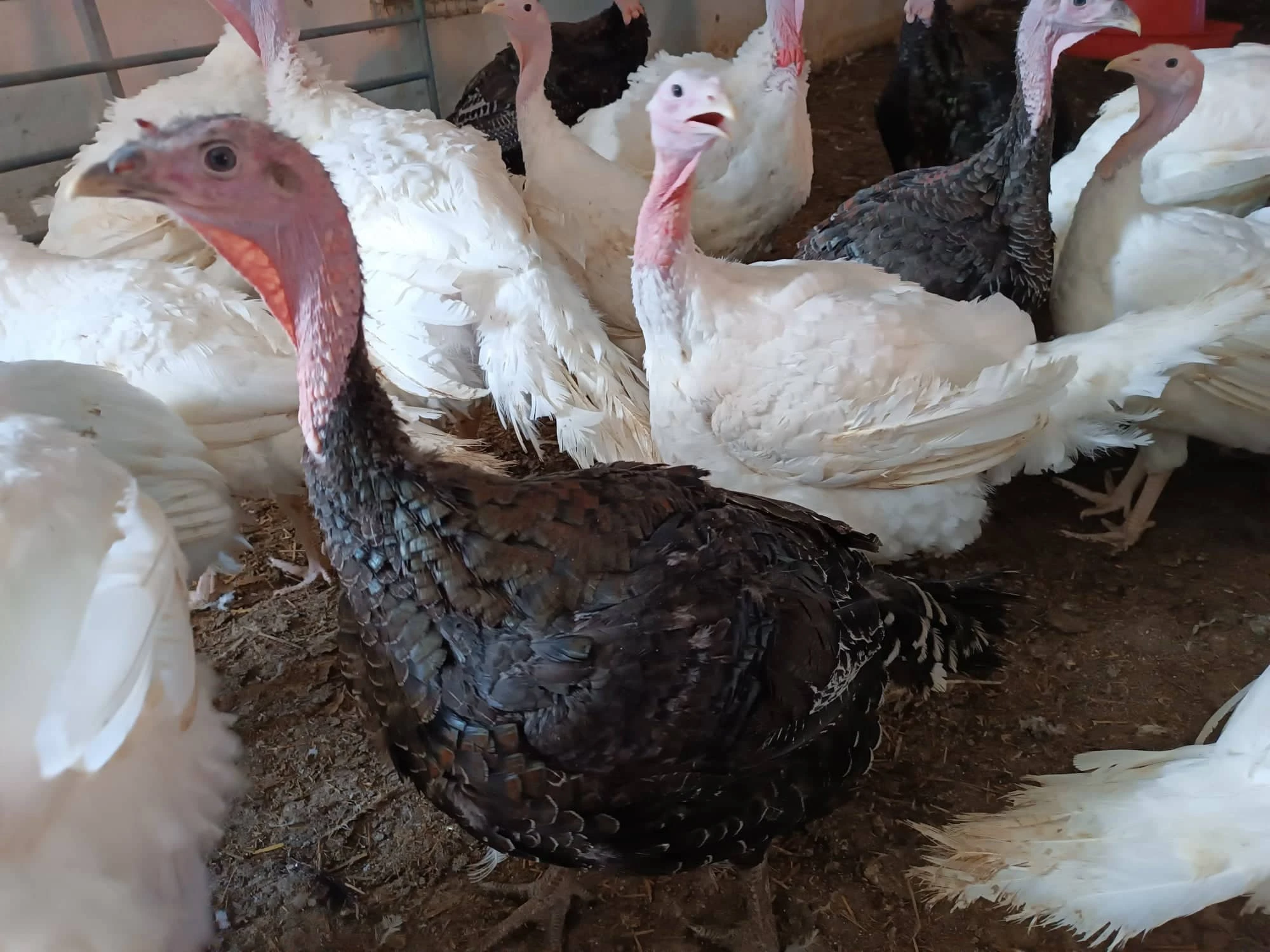 PRODEJ rozkrmených krůt a krocanů