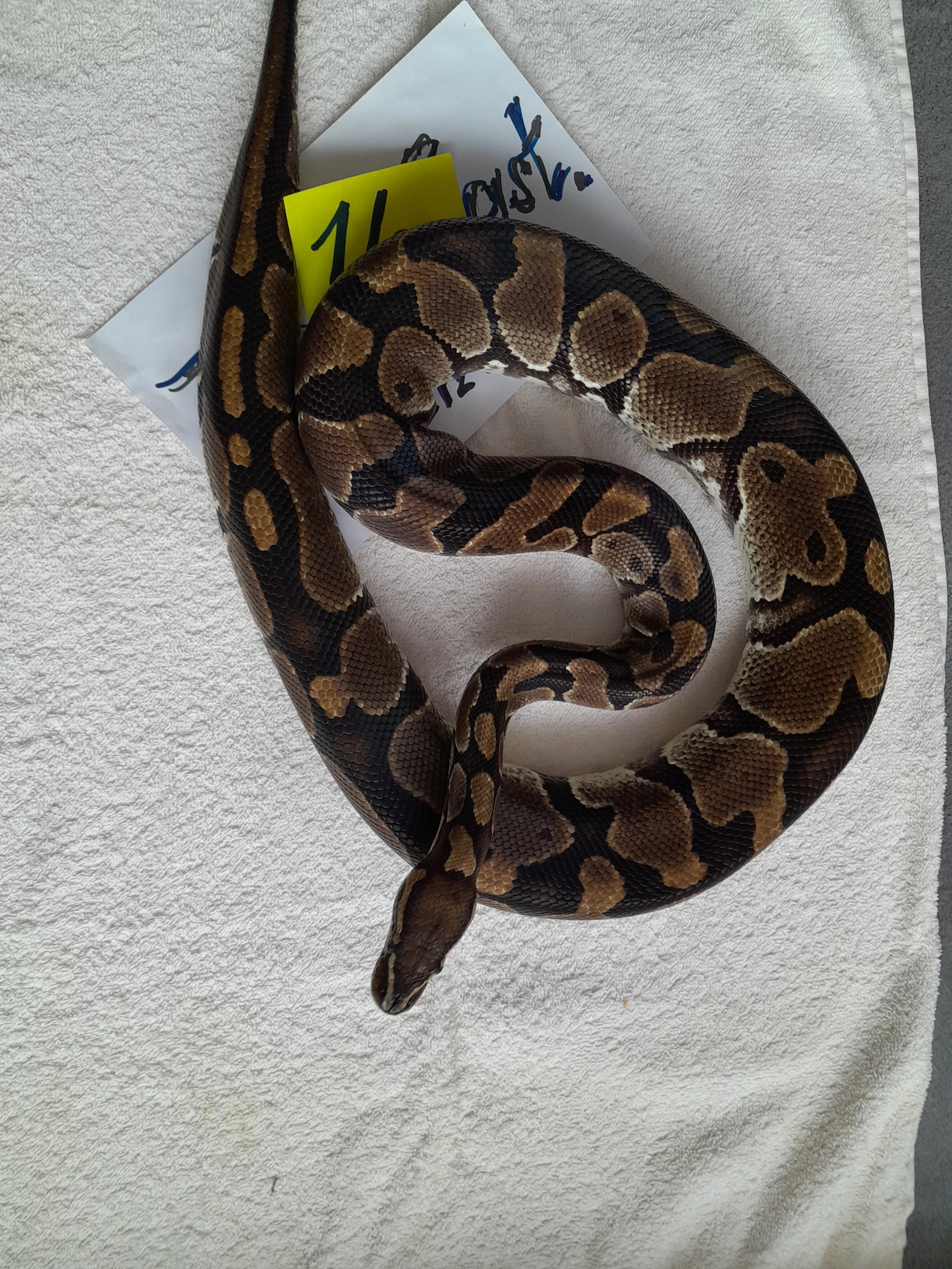 Prodám Krajty královské