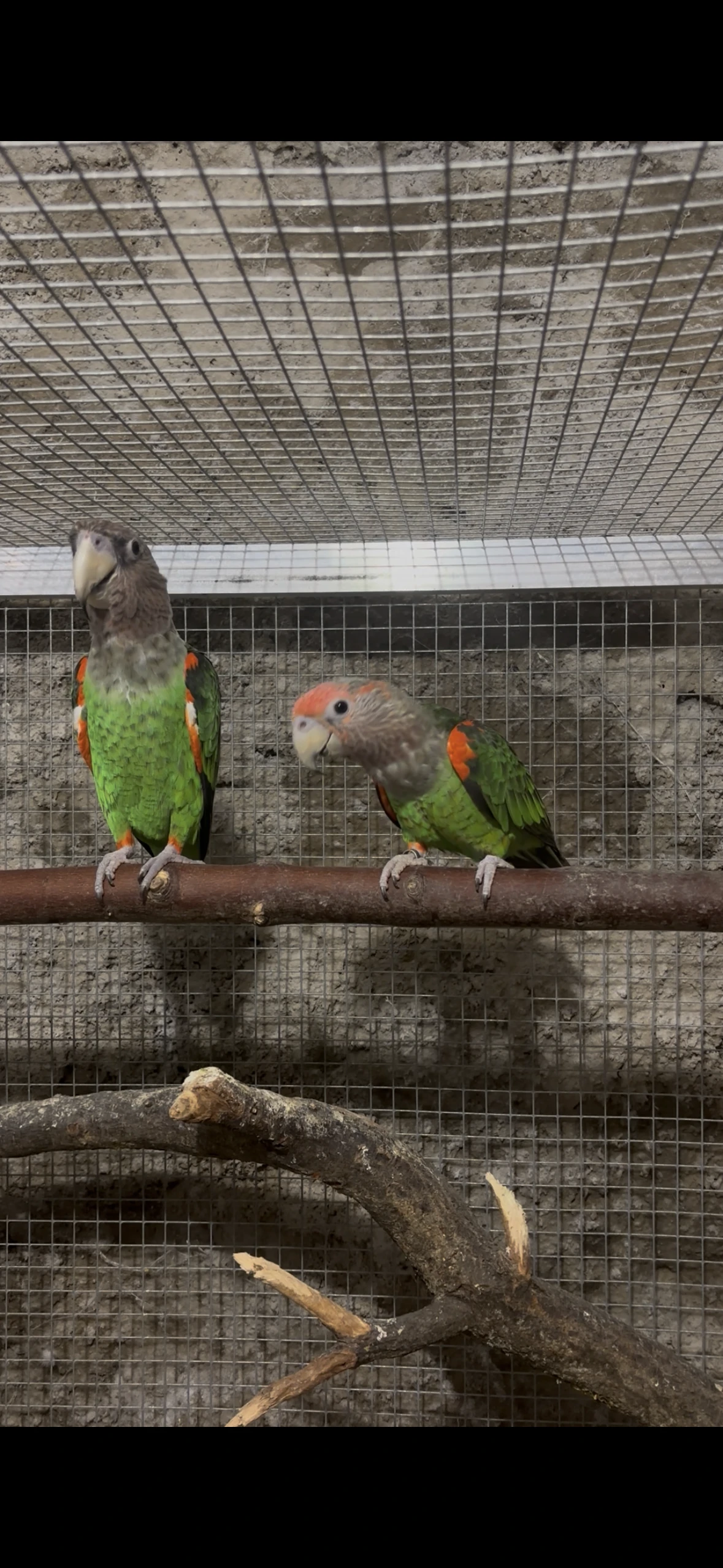 Papoušek  kapský fuscikolis