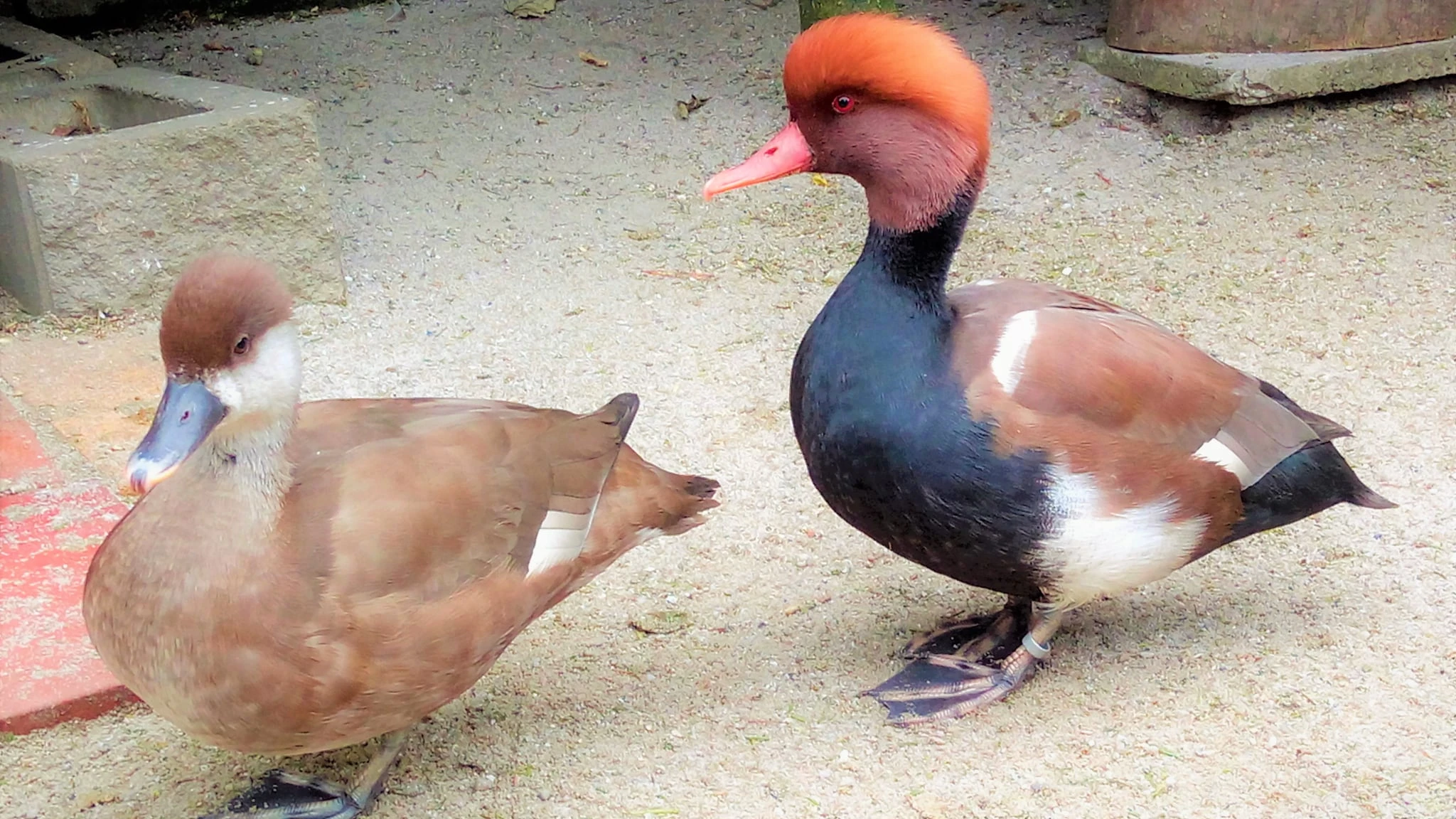 Zrzohlávky rudozobé