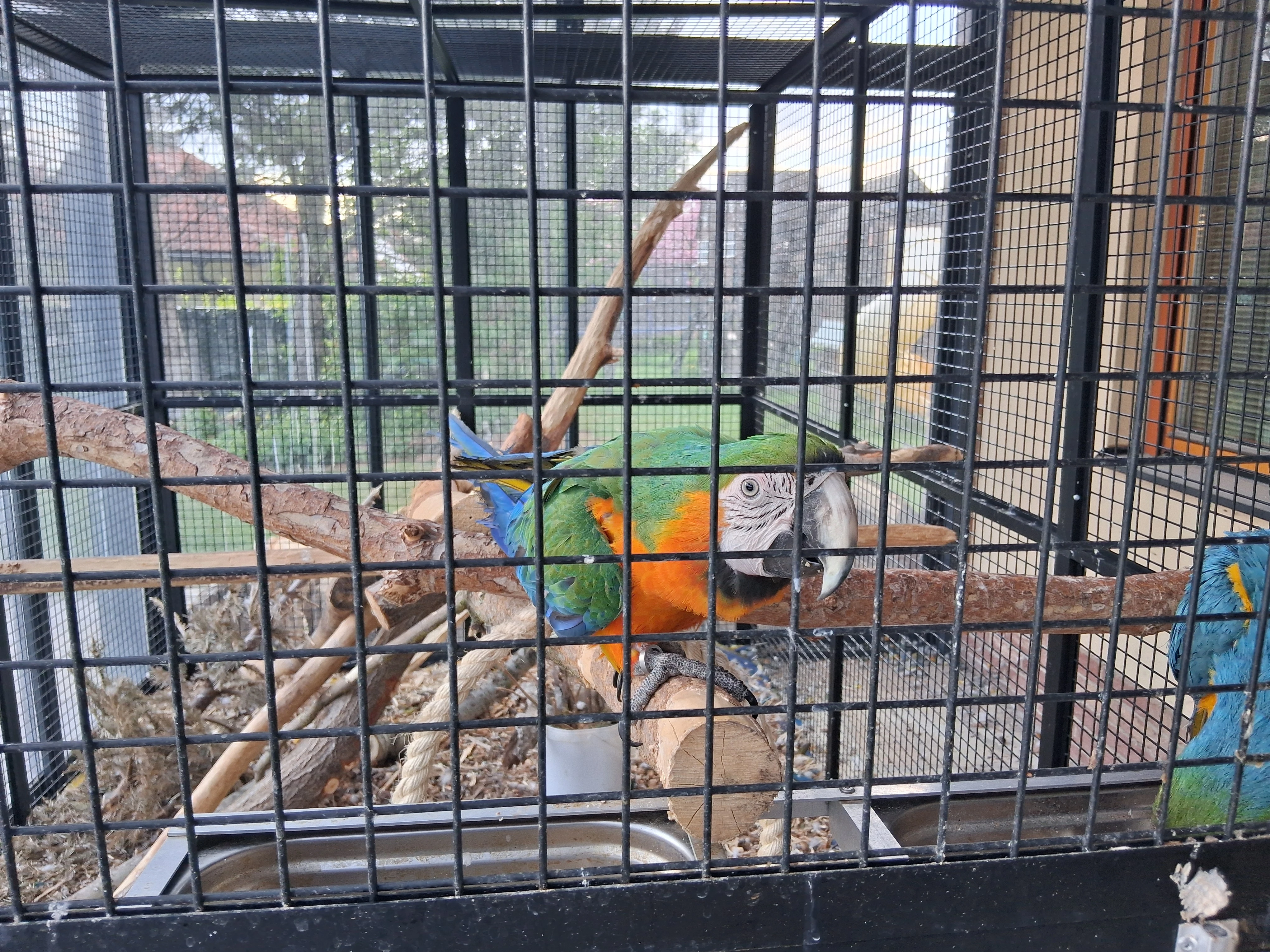 Prodám samičku Ara Catalina 2 letá