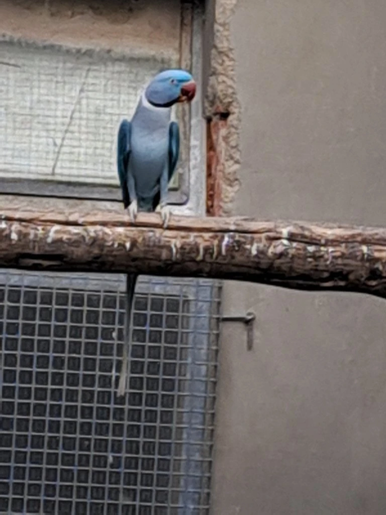 Alexandr velký - mutace