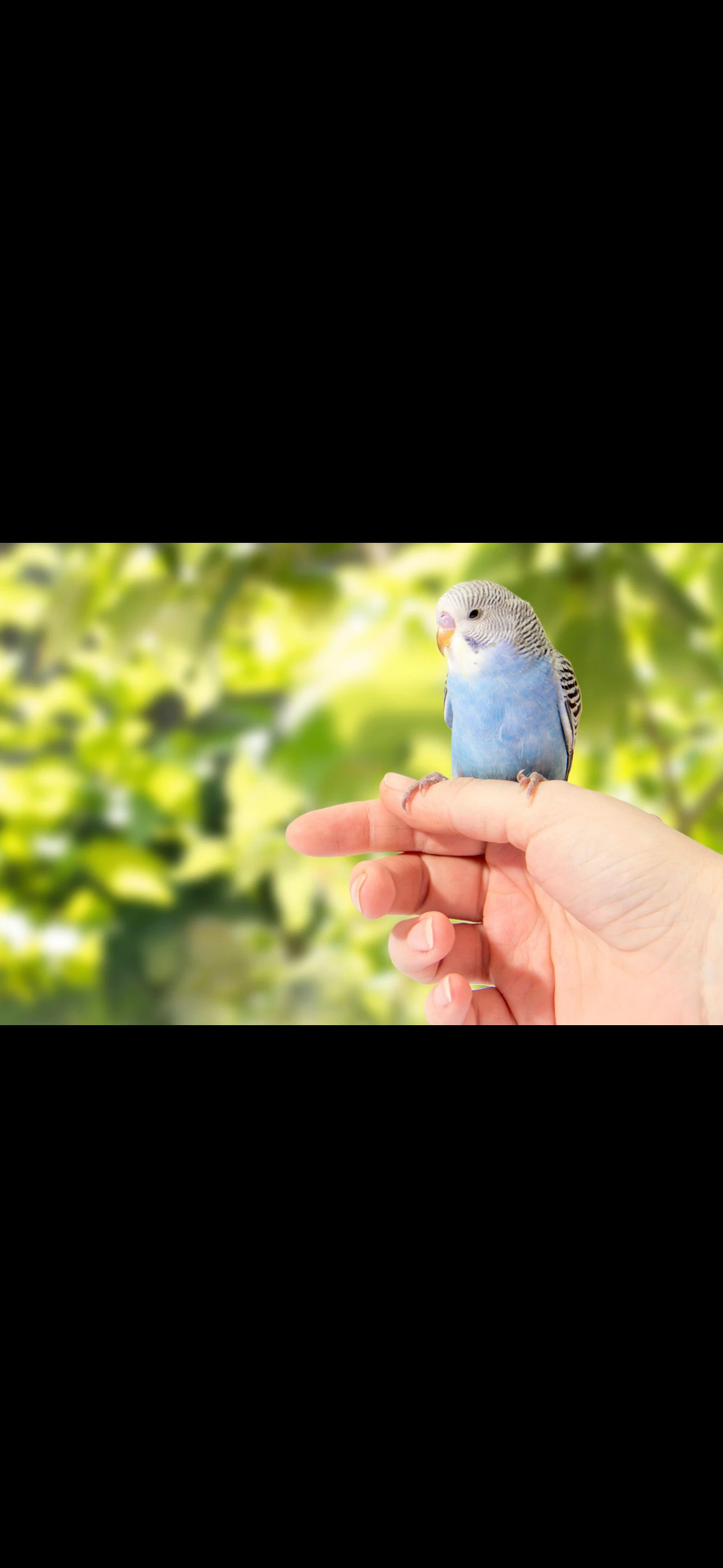 Hledám mladou andulku na ochočení (sameček)