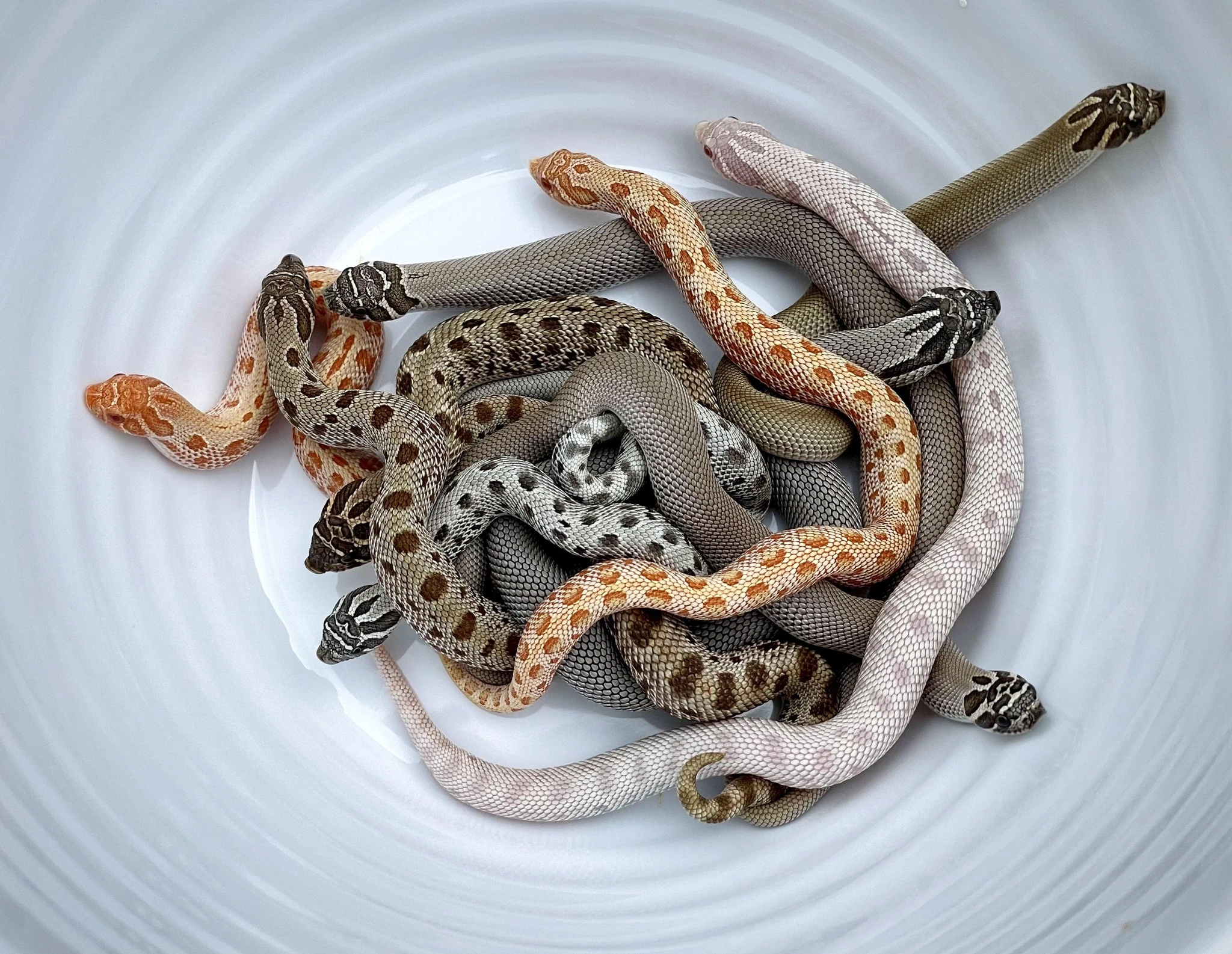 Heterodon - Axanthic, Snow