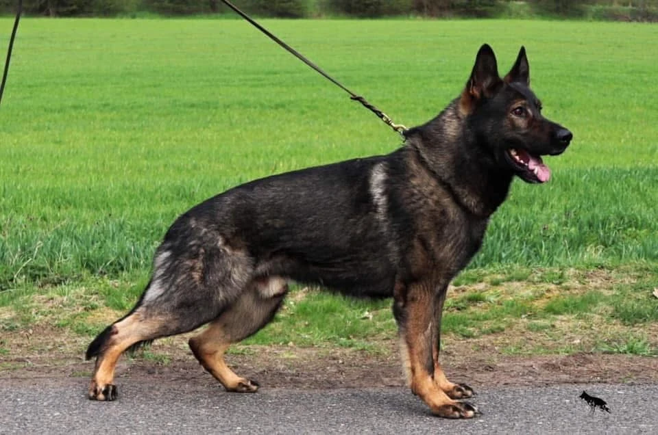 Německý ovčák s PP