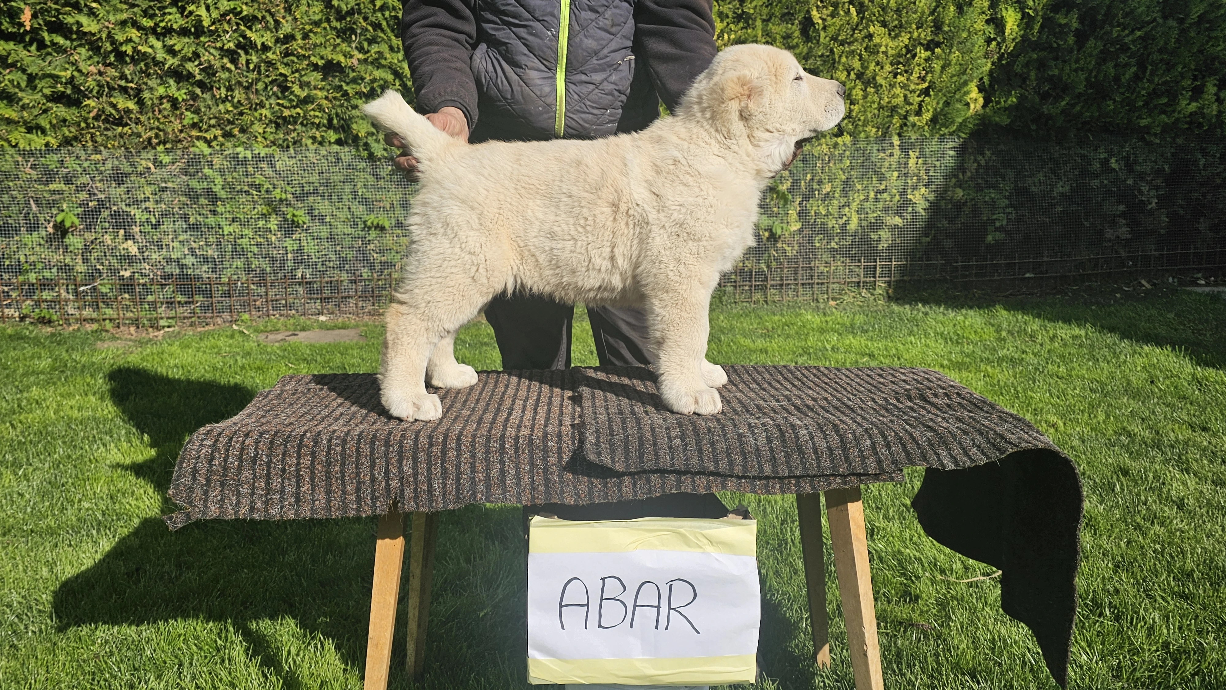 Stredoázijský pastiersky pes – šteniatka s PP z chovnej stanice Al-Azhar