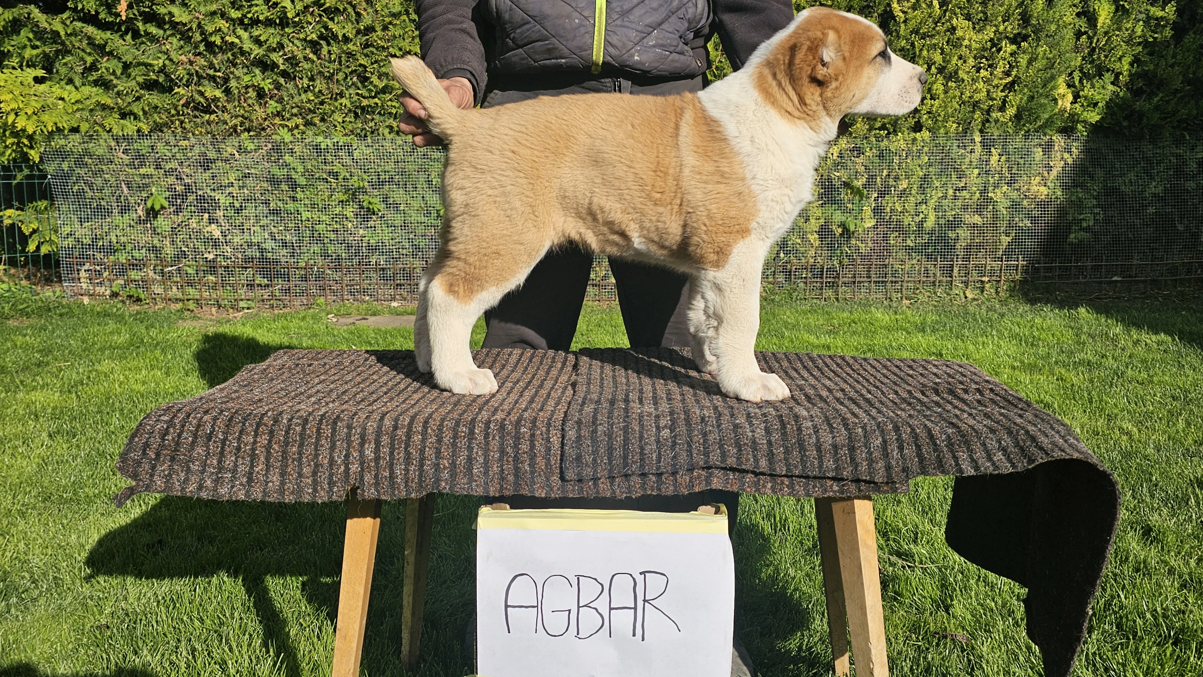 Stredoázijský pastiersky pes – šteniatka s PP z chovnej stanice Al-Azhar