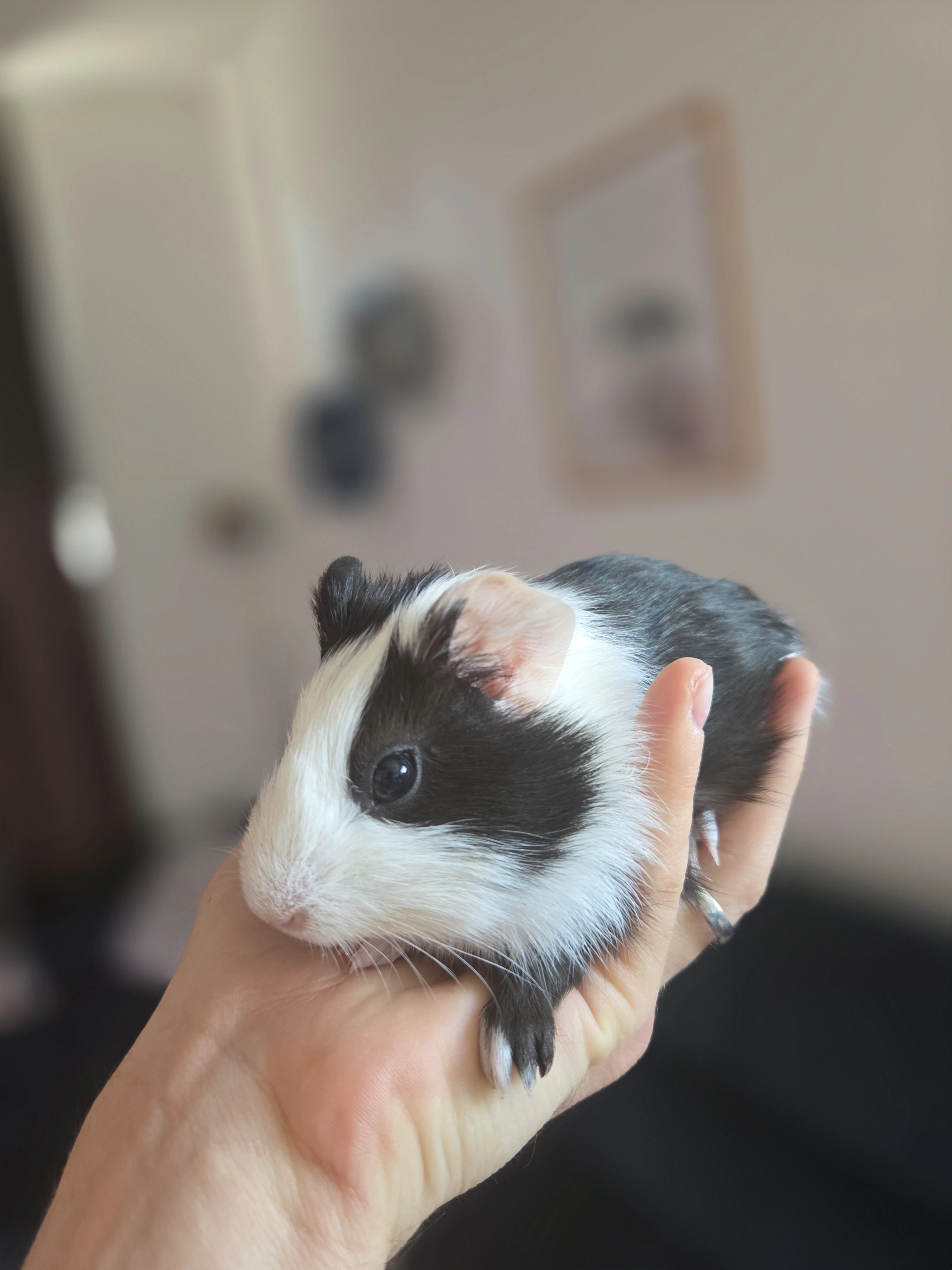 Naše roztomilé poslední morče