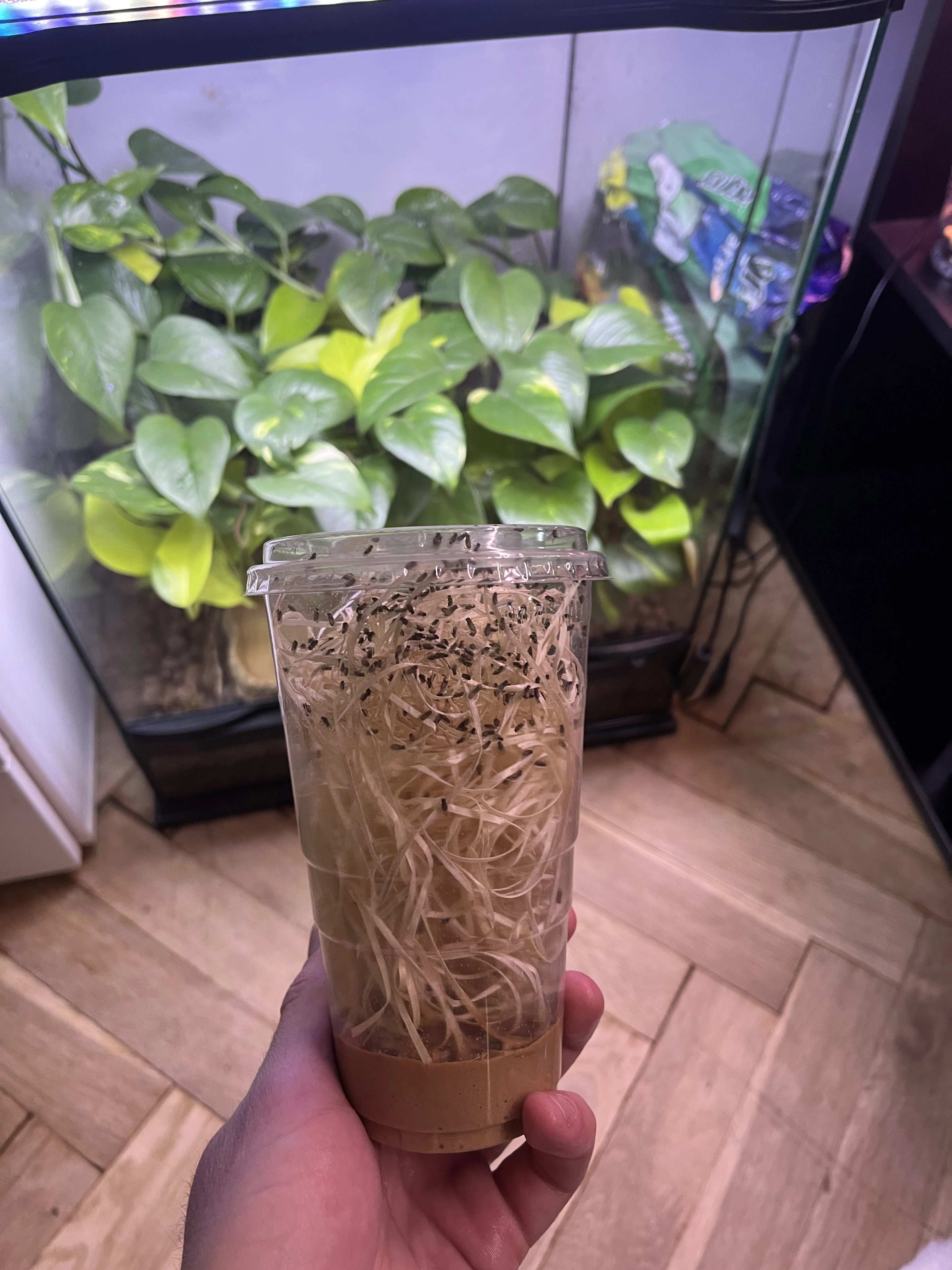 Octomilky hydei a melanogaster