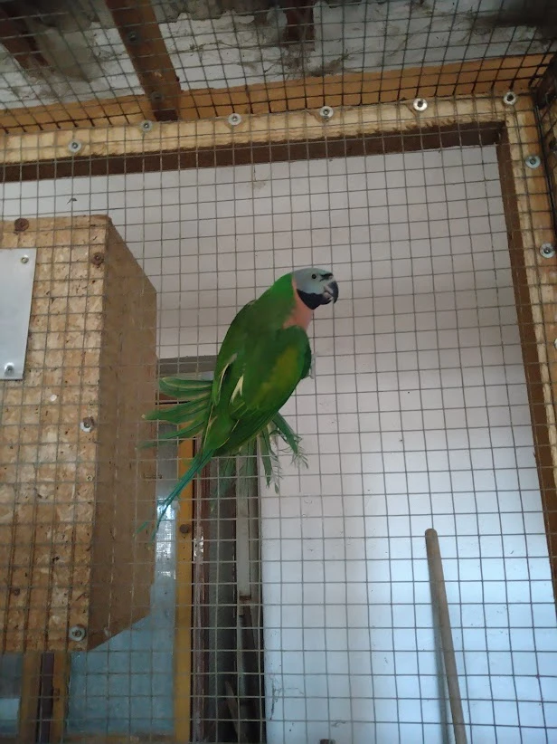 Prodám Alexandr Čínský samici