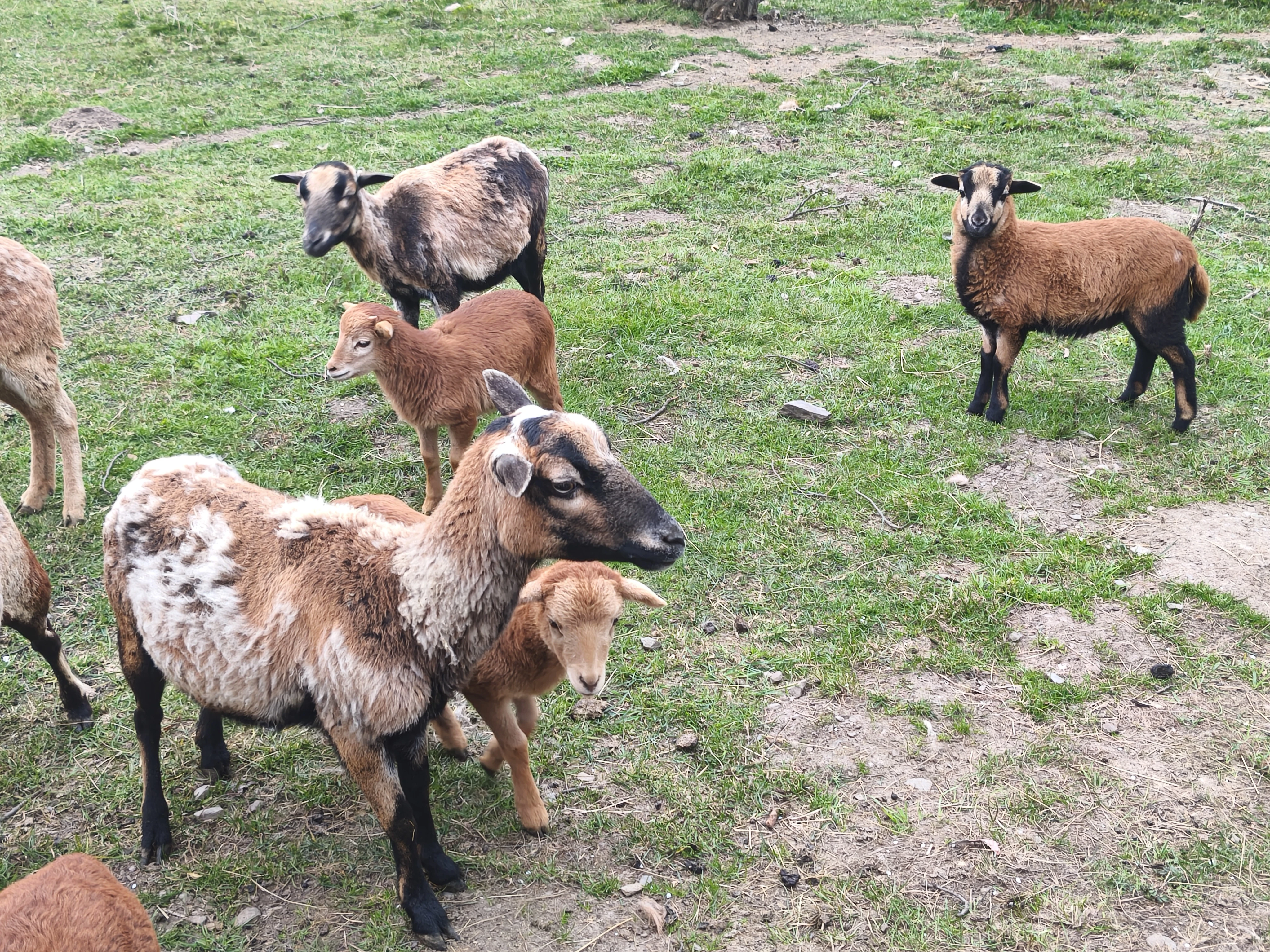 Jehňata ovce kamerunské (ovečky)
