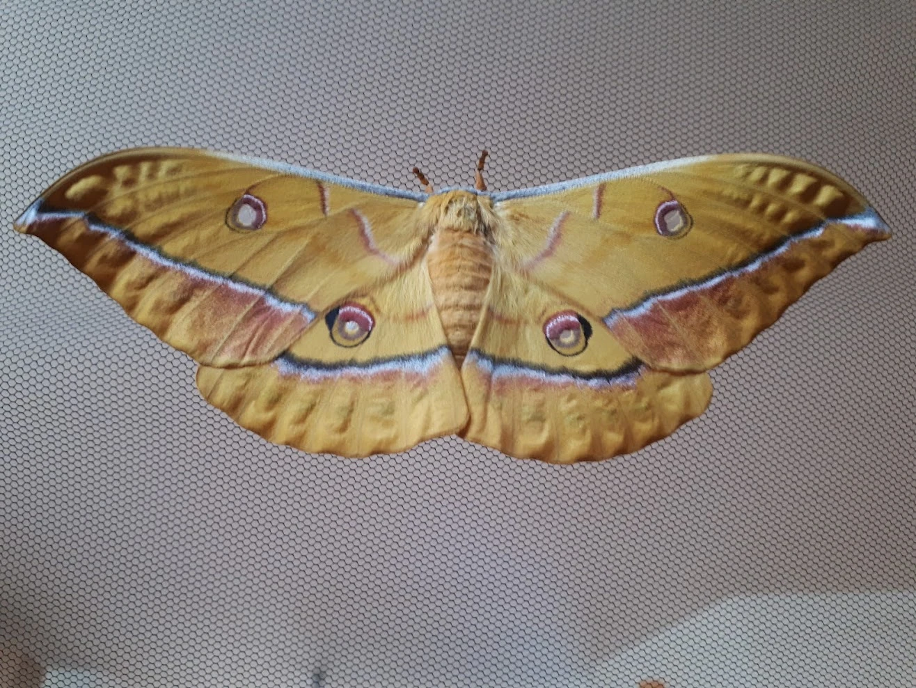 Martináč dubový - Antheraea Yamamai