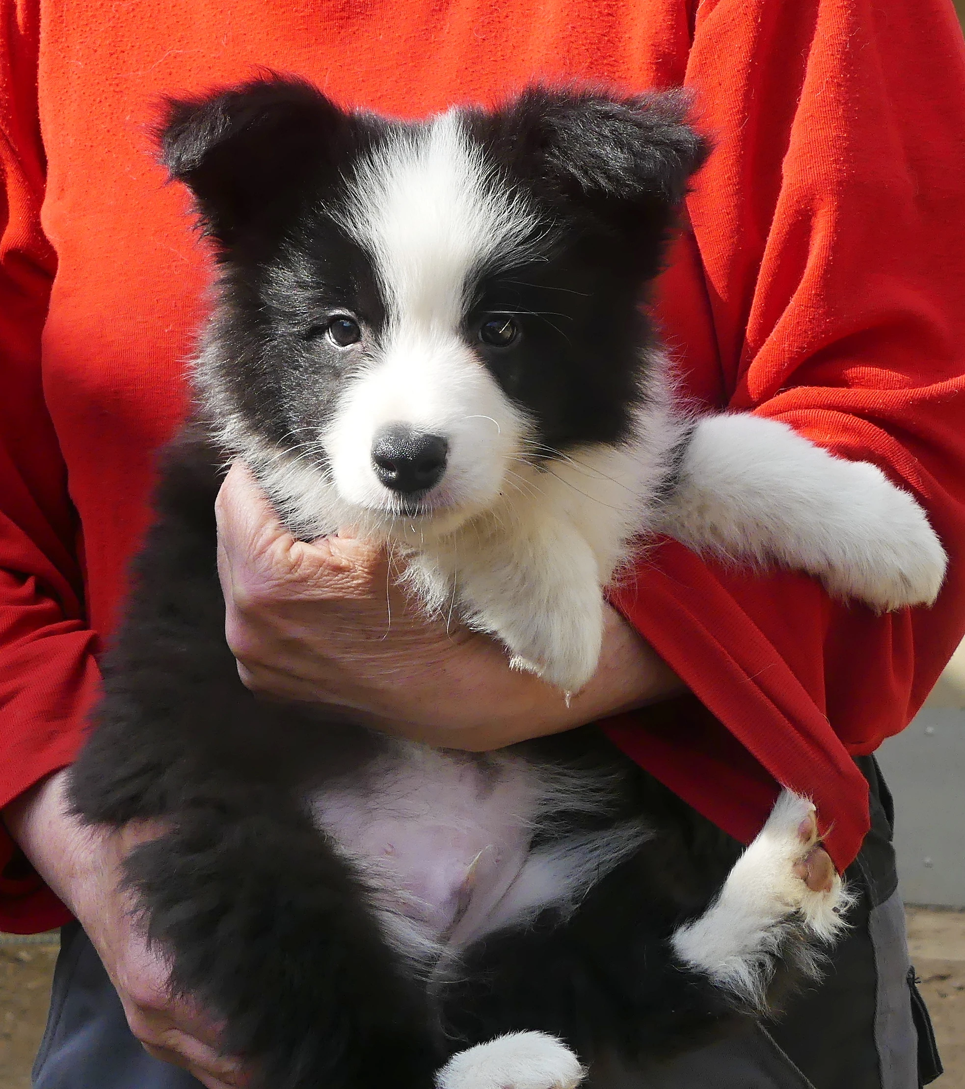 Černobílý pejsek border kolie