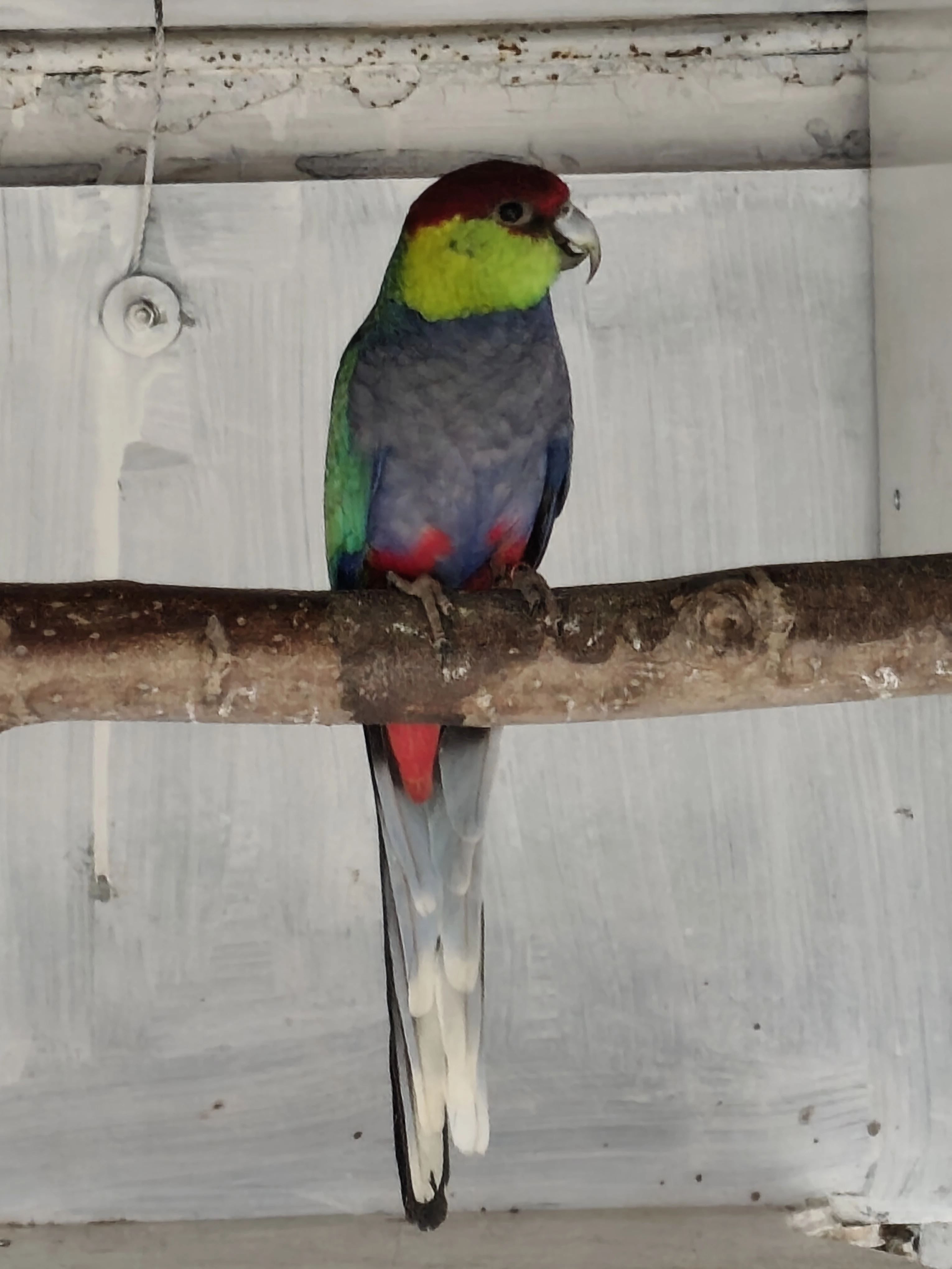 Koupím pap. červenočapkový a pap. rudobřičhý