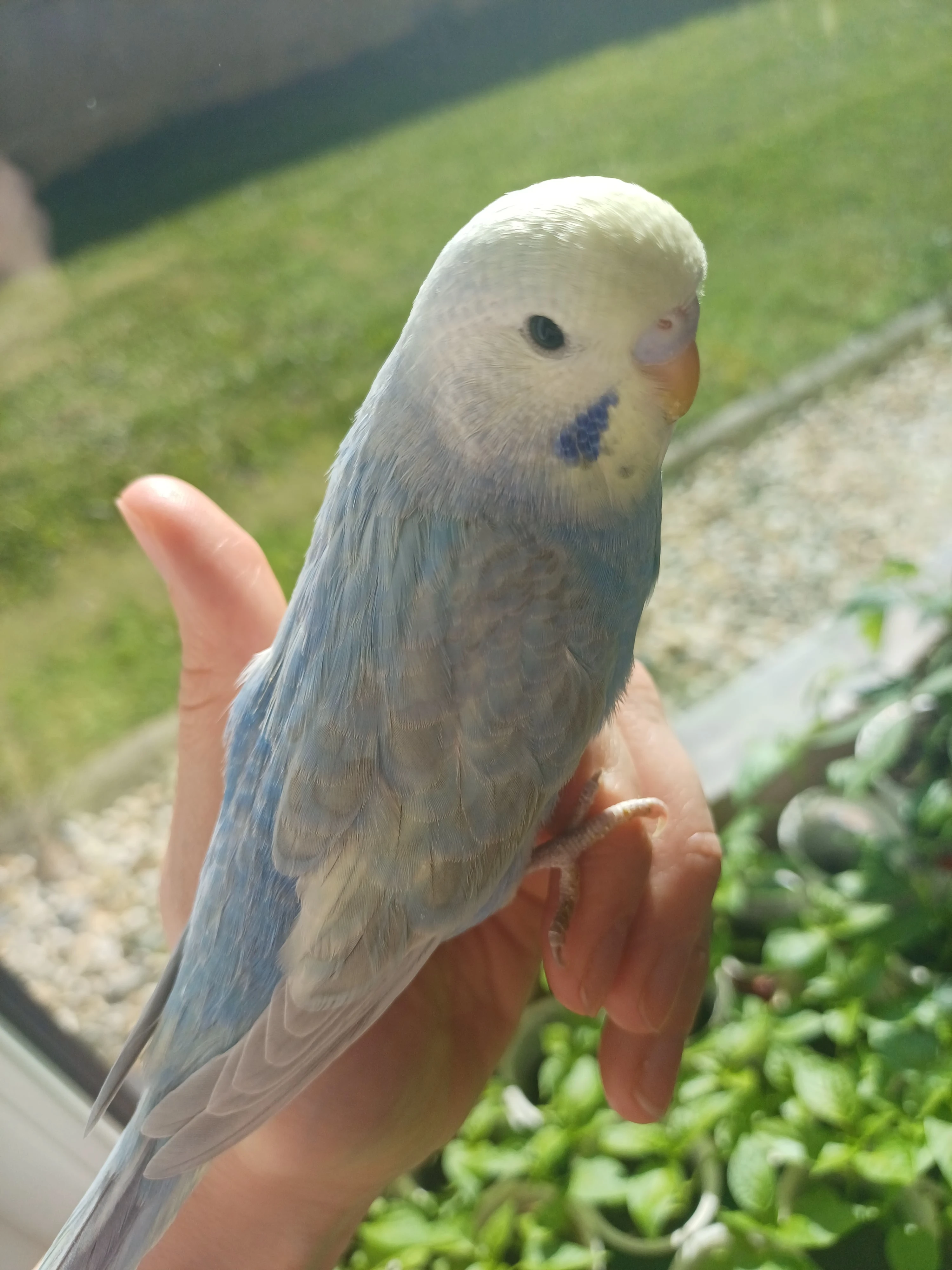 Prodám mládě andulky.