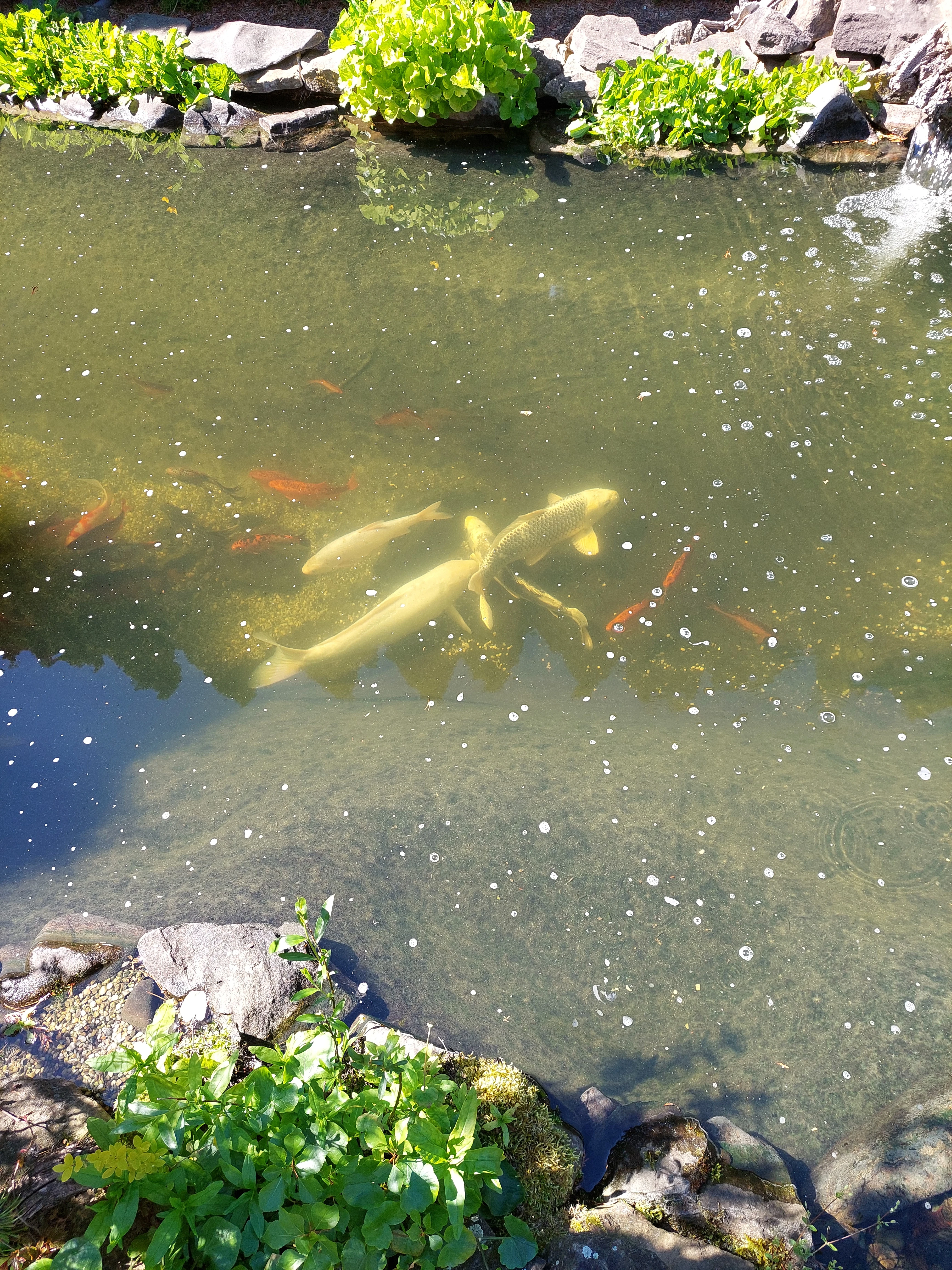 Koi kapry