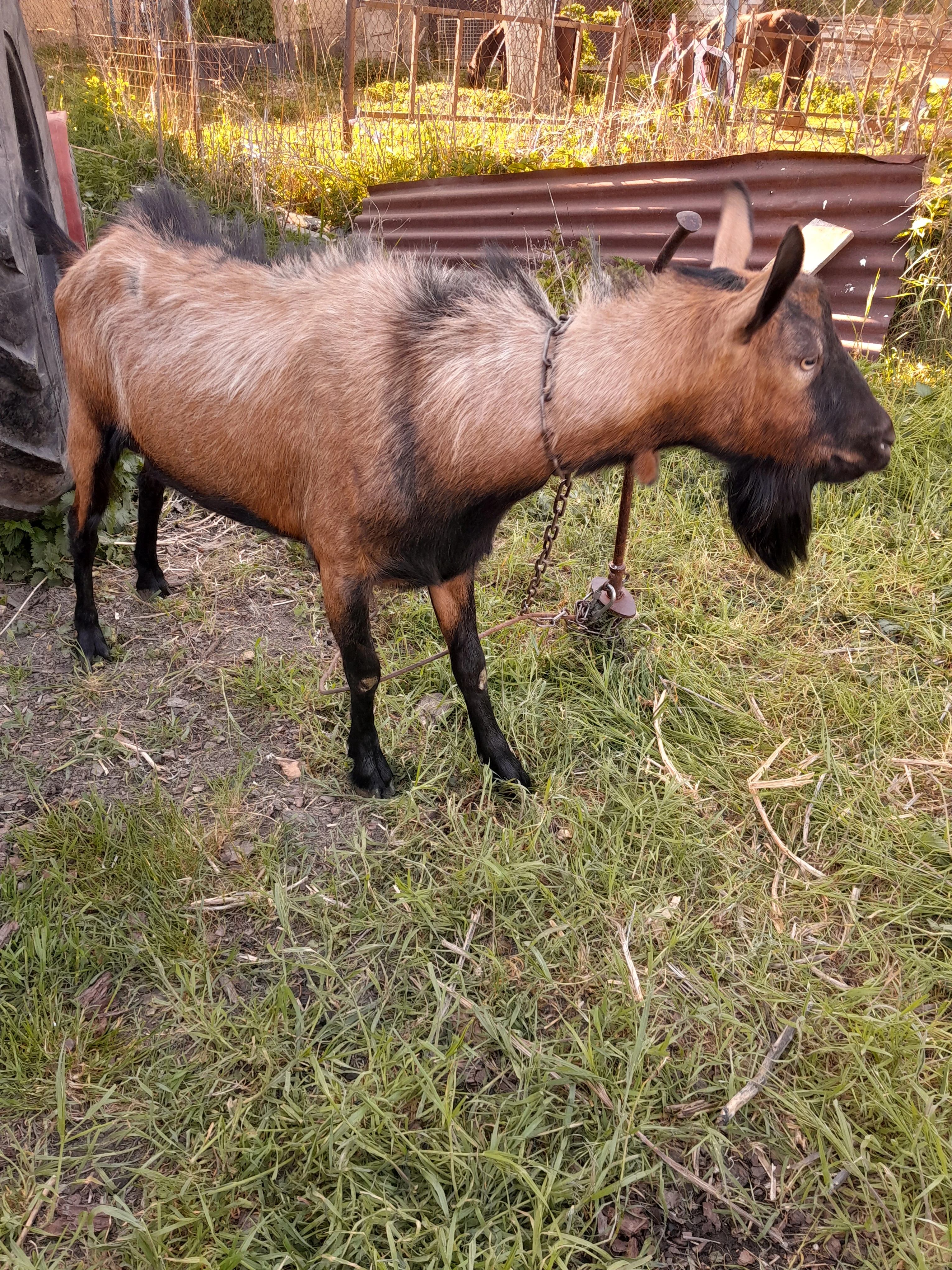 Prodám kozla