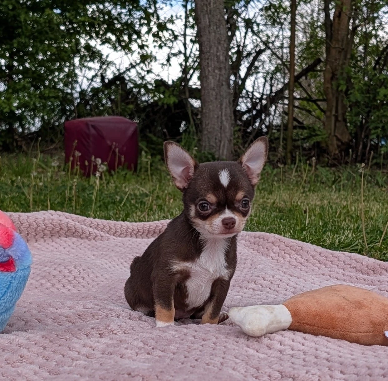 Čivava krátkosrstá s PP