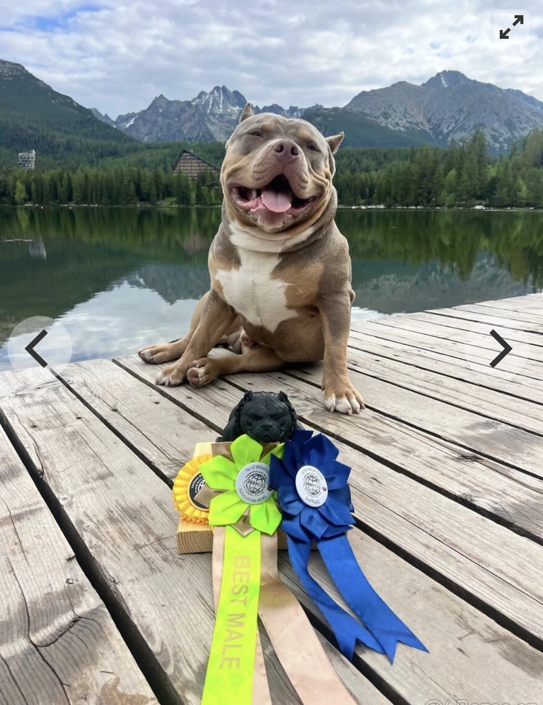 American bully standart