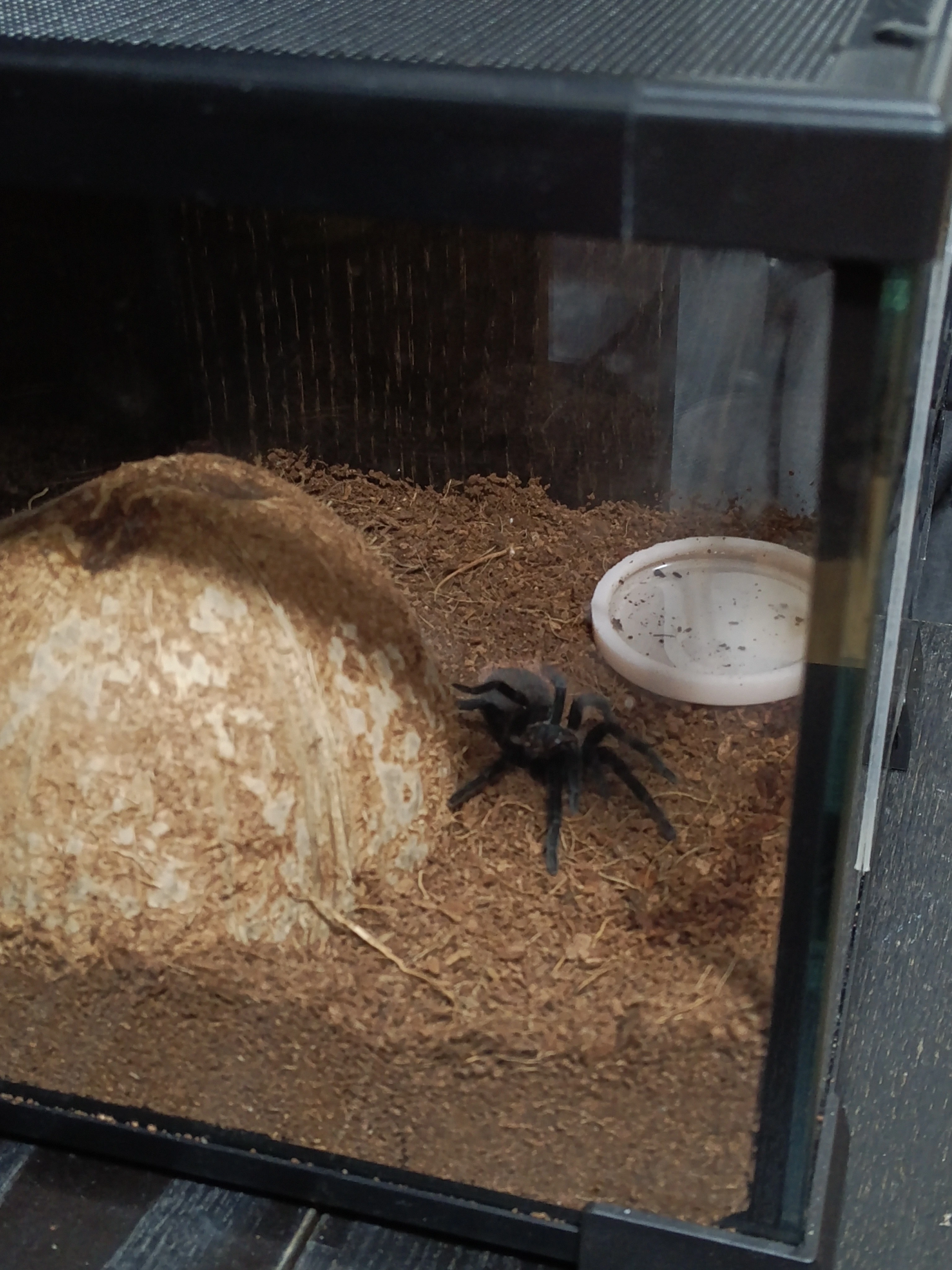 Tlitocantl vagans