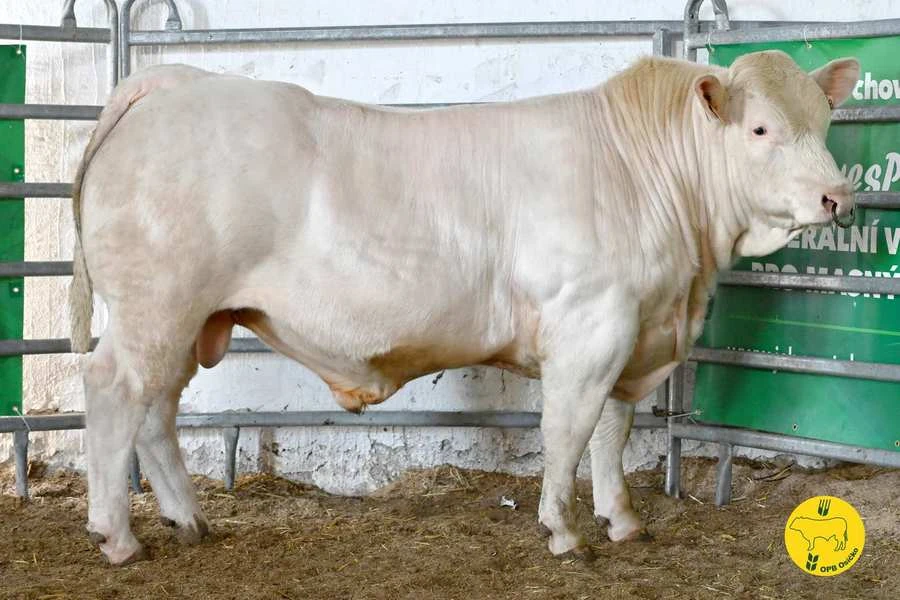 Charolais plemenní býci