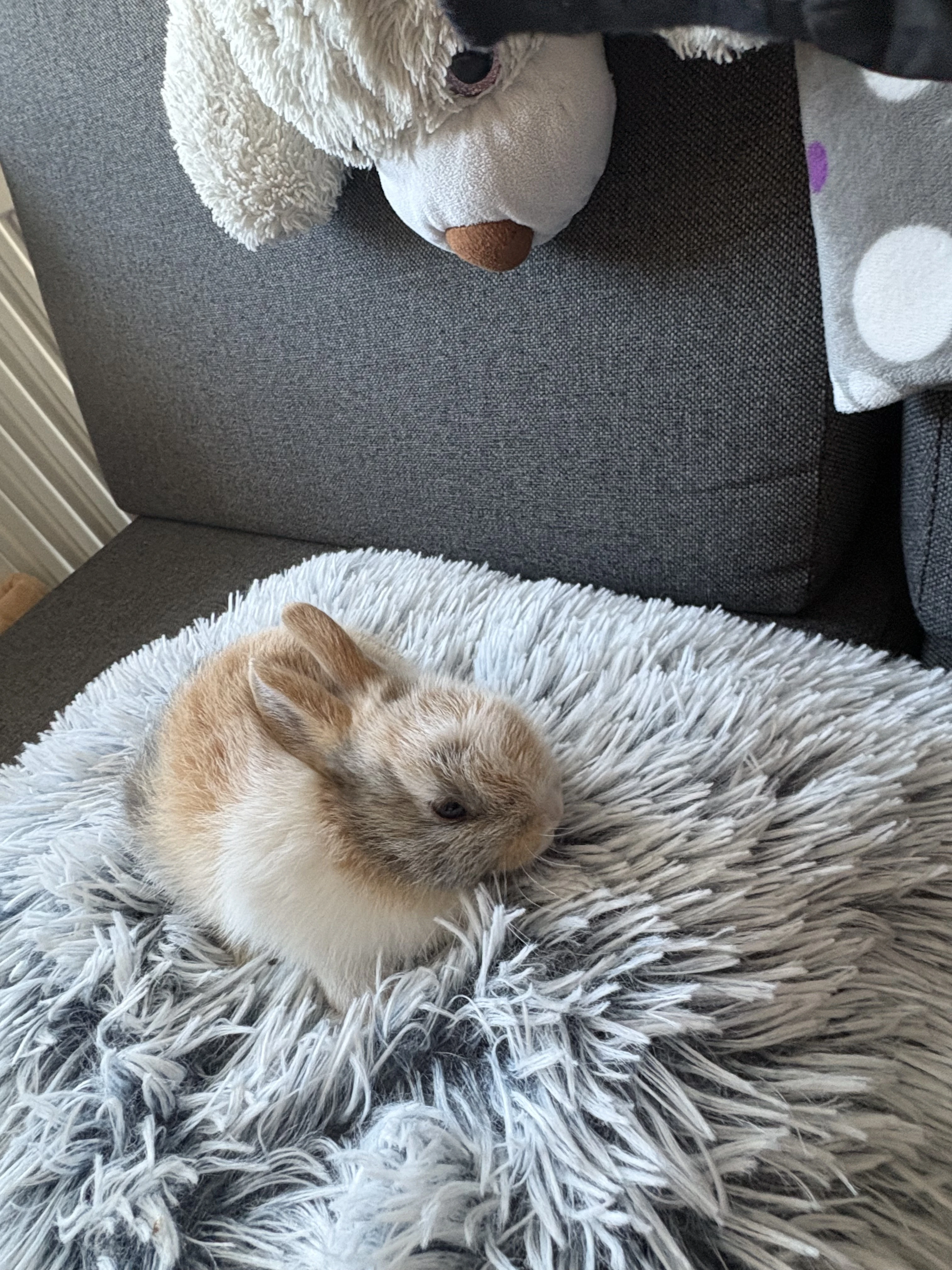 Malý králíčci