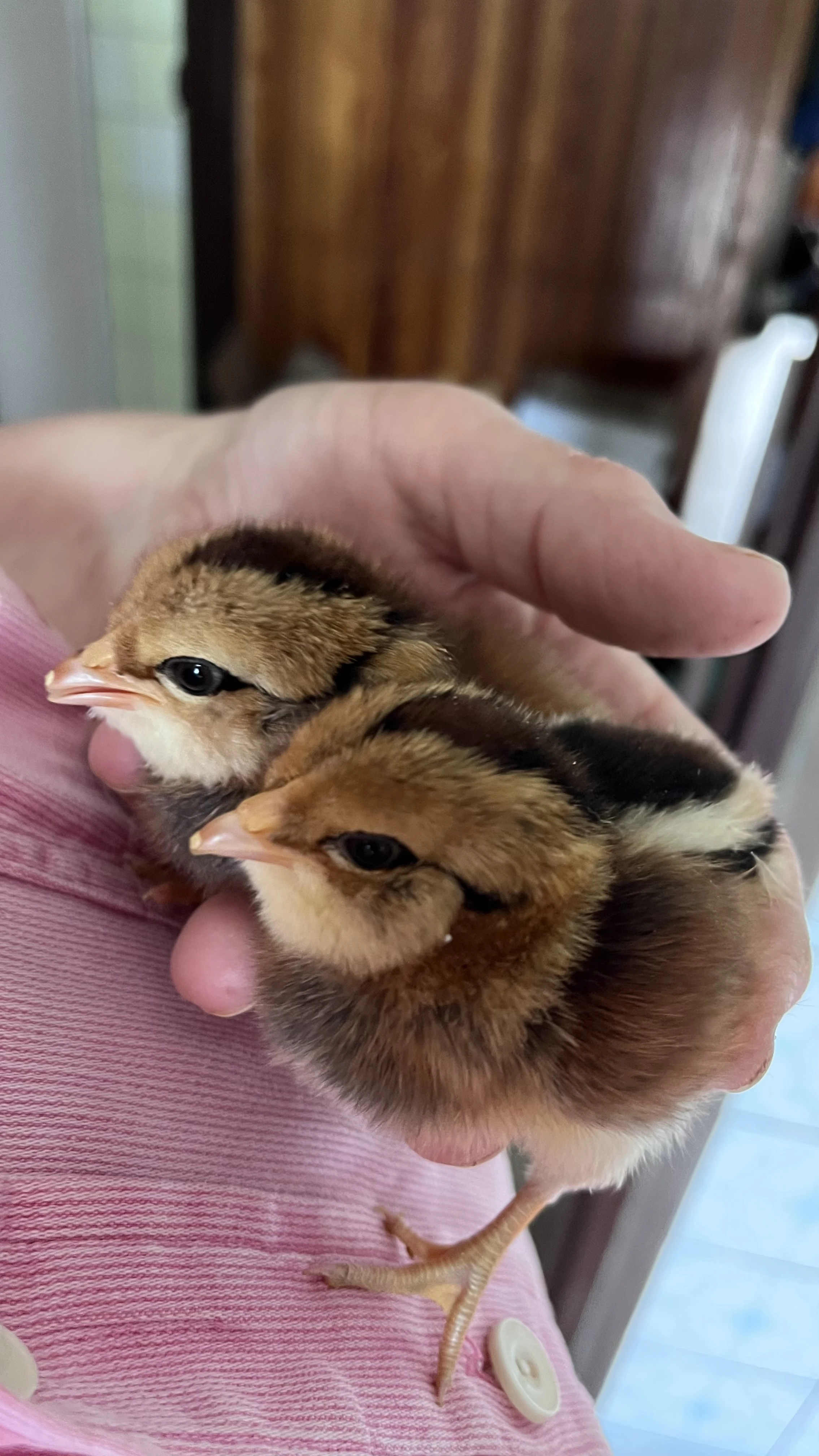 Kuřata Araucana