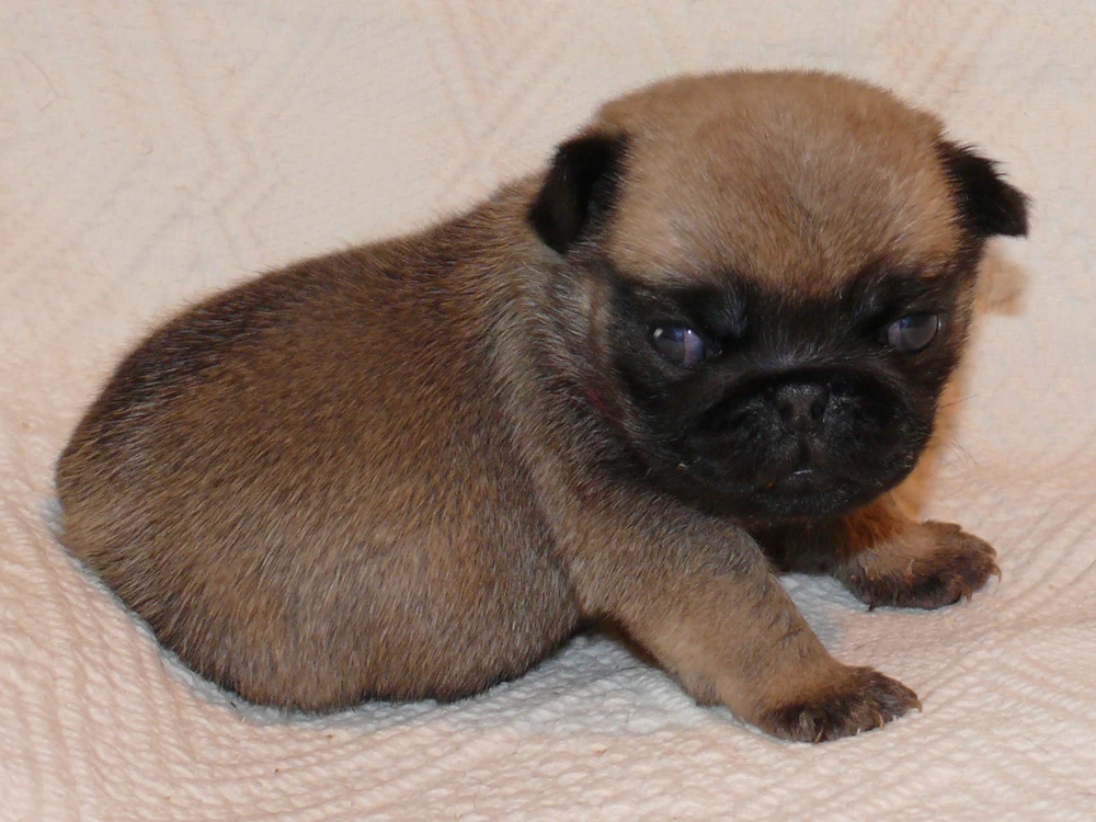 Mops - Štěňátko