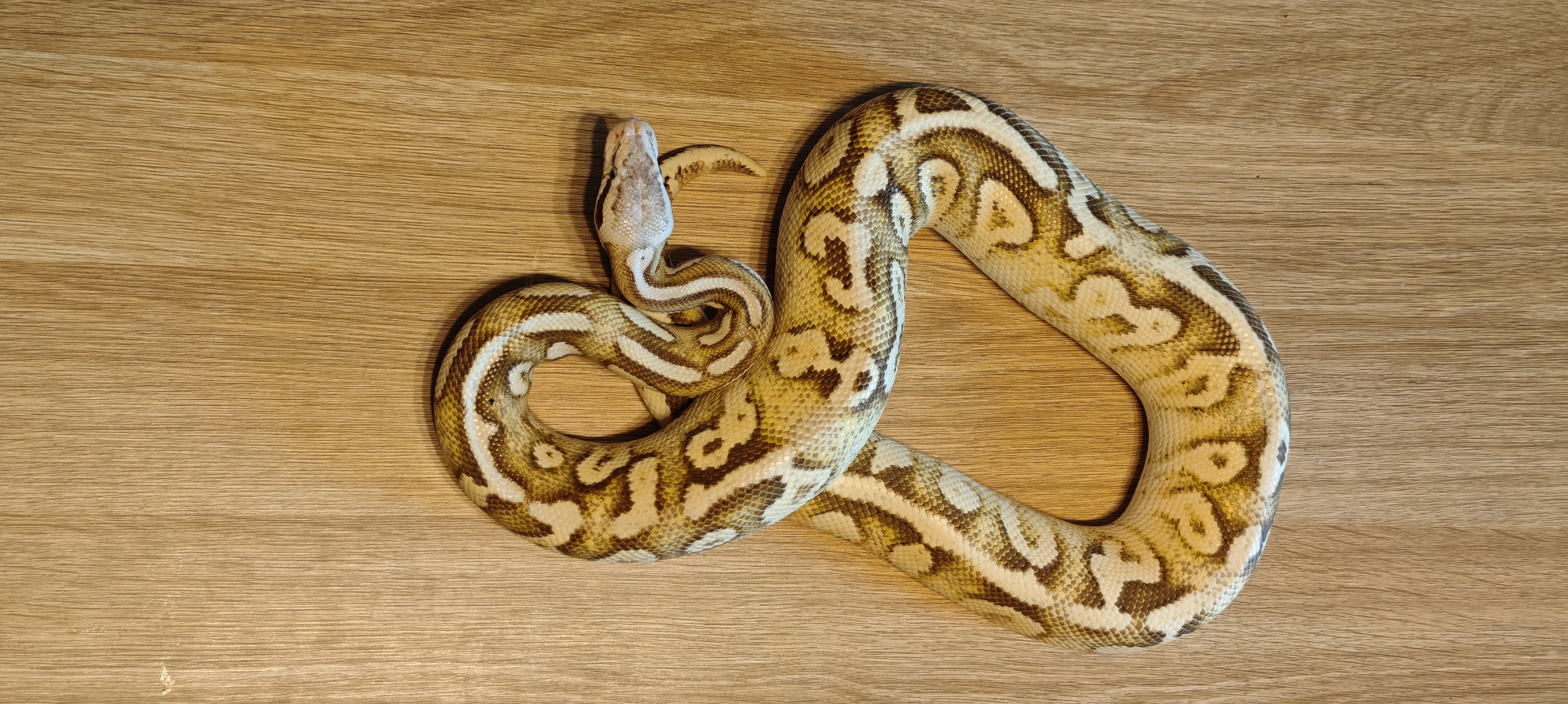 Krajta Královská