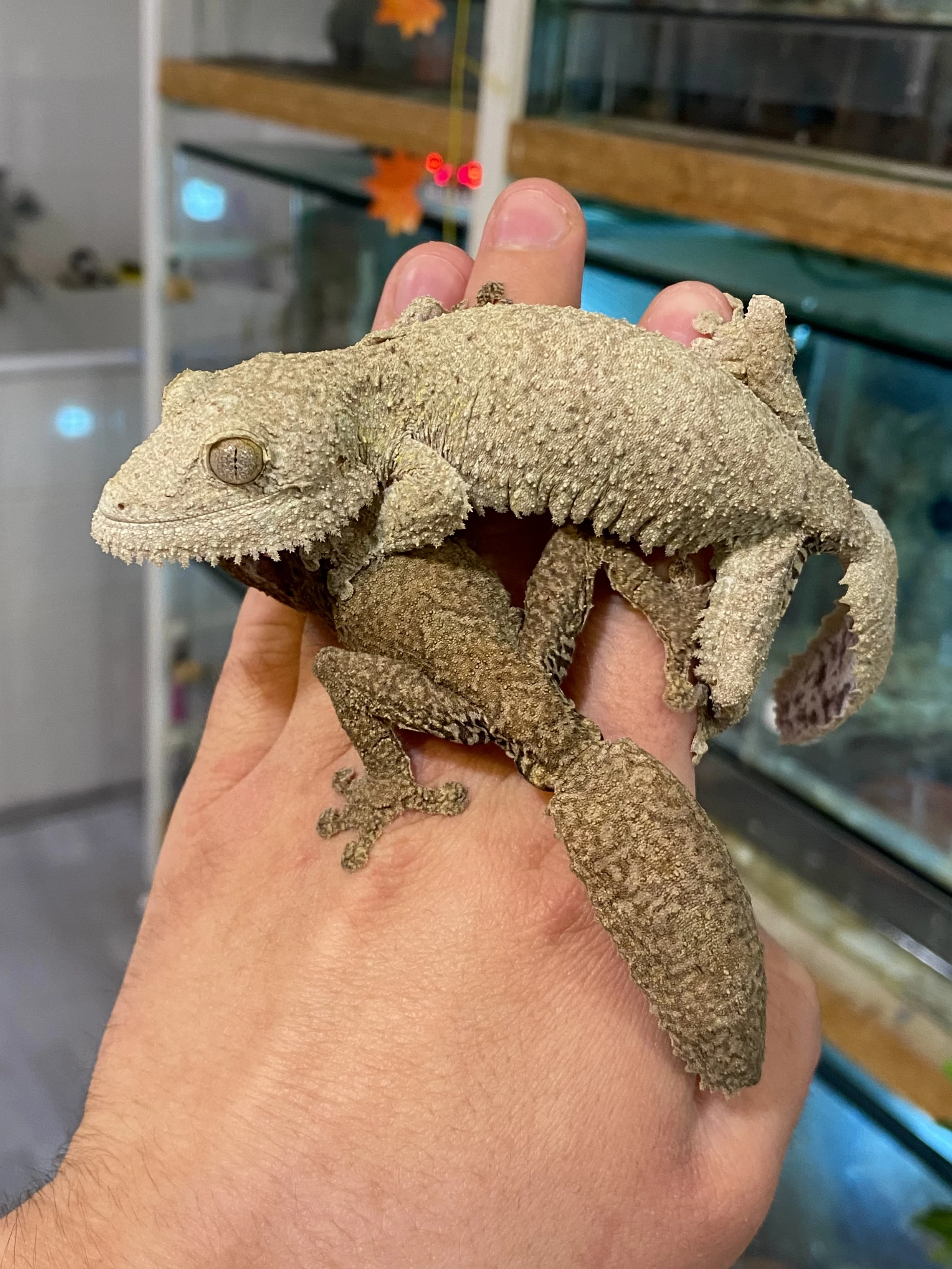 1.1 Uroplatus Sikorae Adult