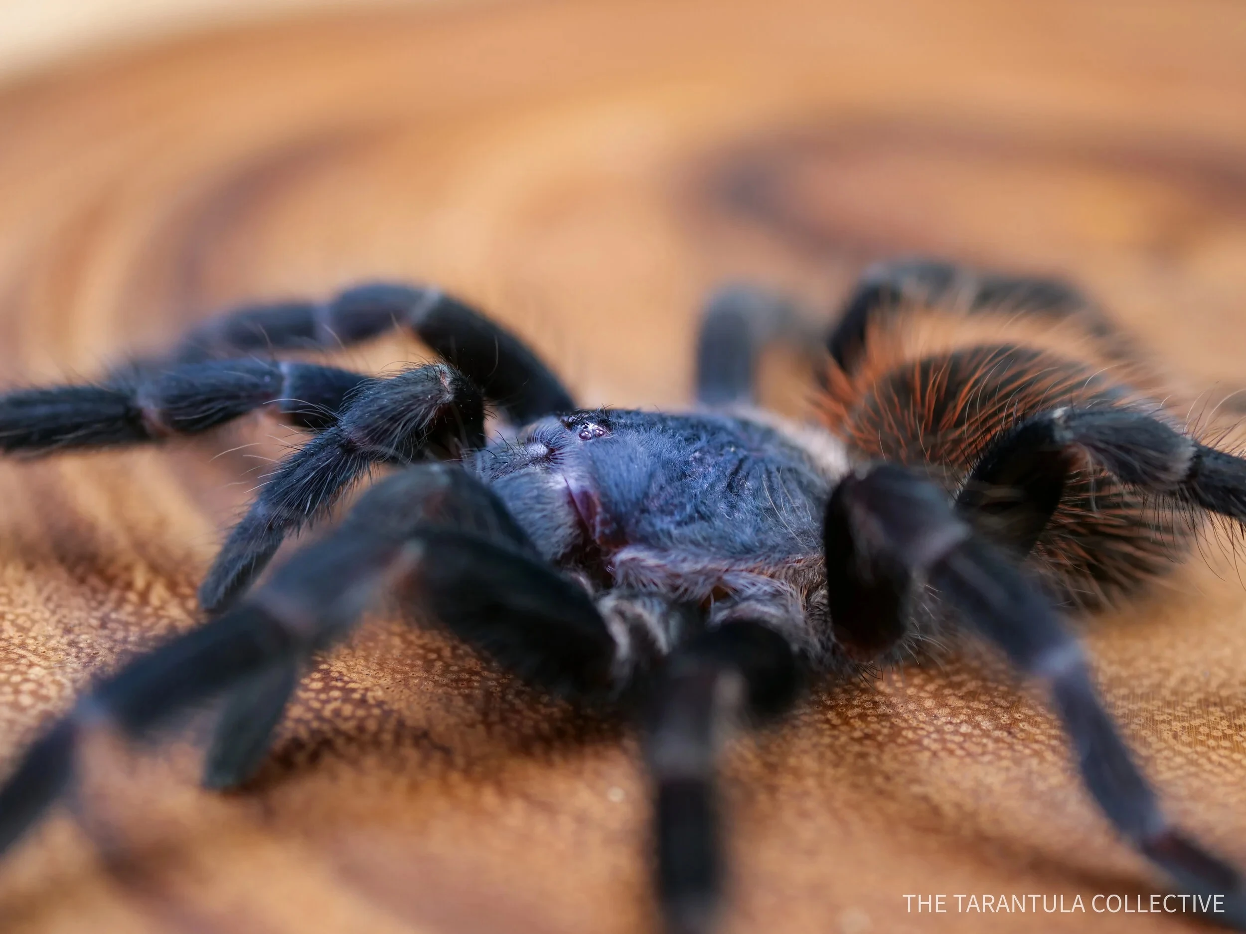 Lasiocyano (ex. Pterinopelma) sazimai 2. svlek