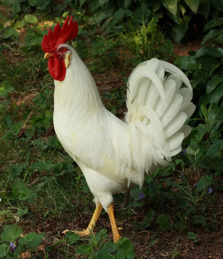 Kuřátka Leghorn