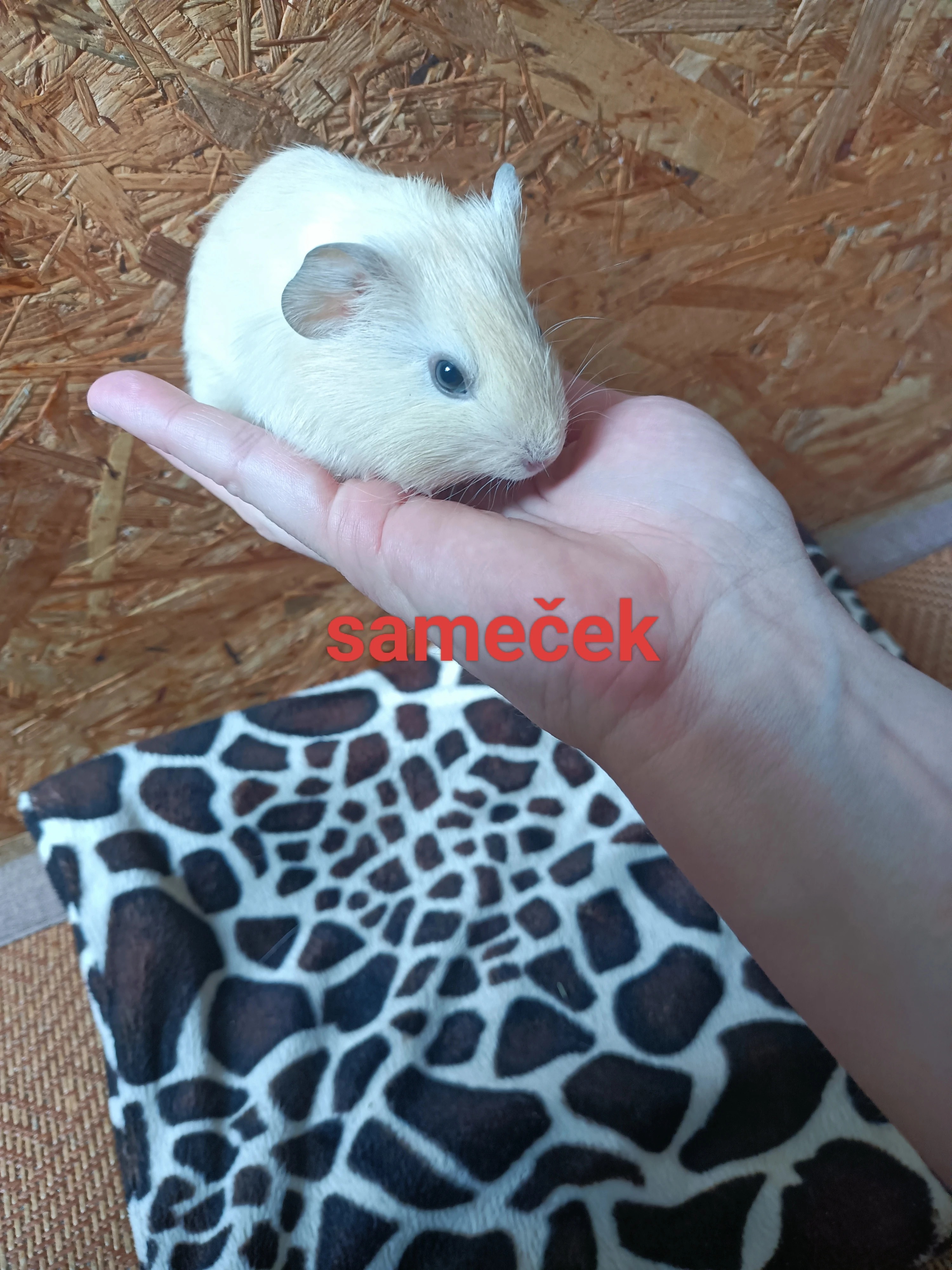 Morčátka