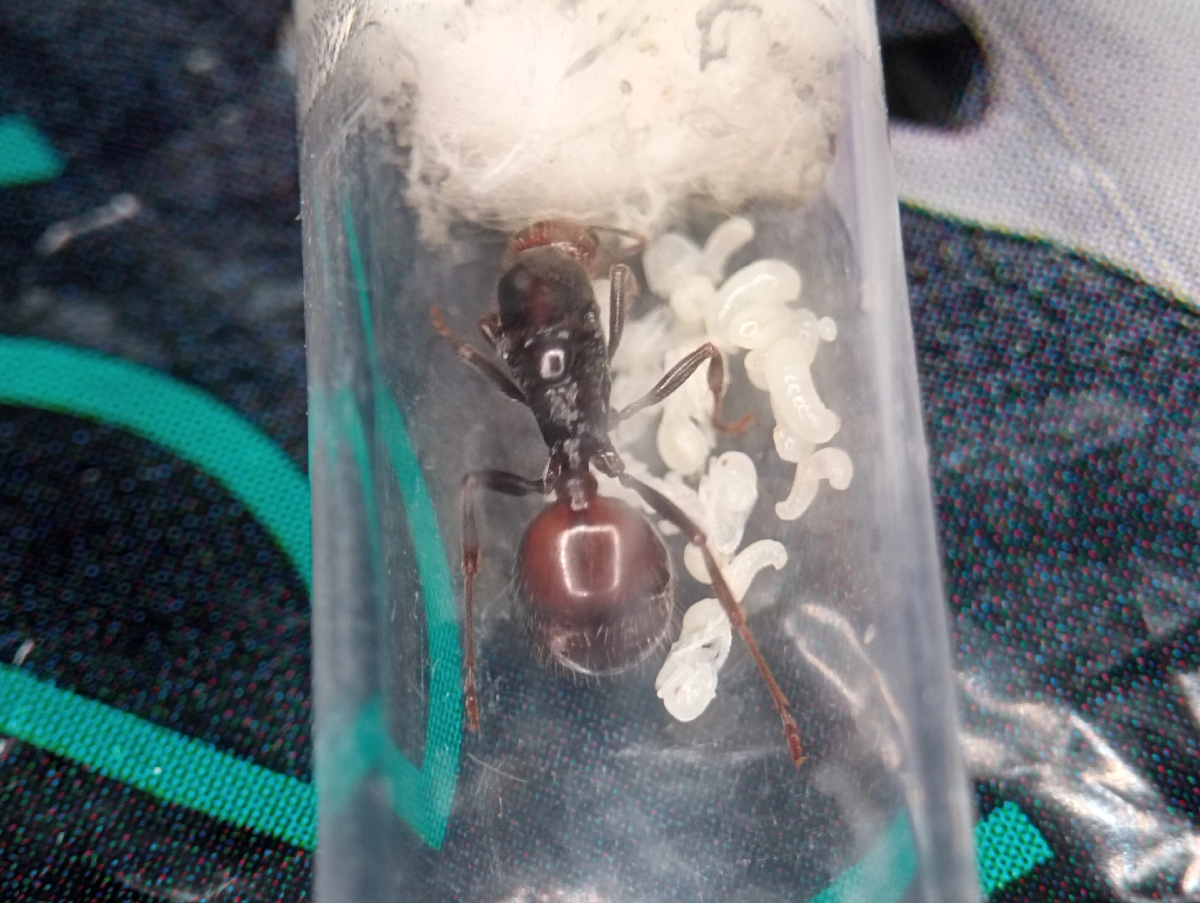 Mravenec zrnojed (Messor barbarus)