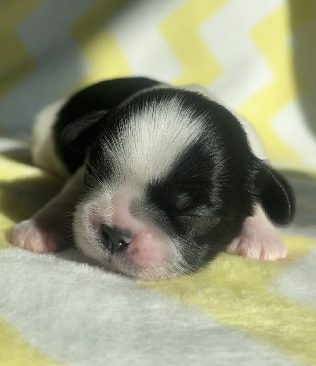 Shih-tzu s PP, pejsci