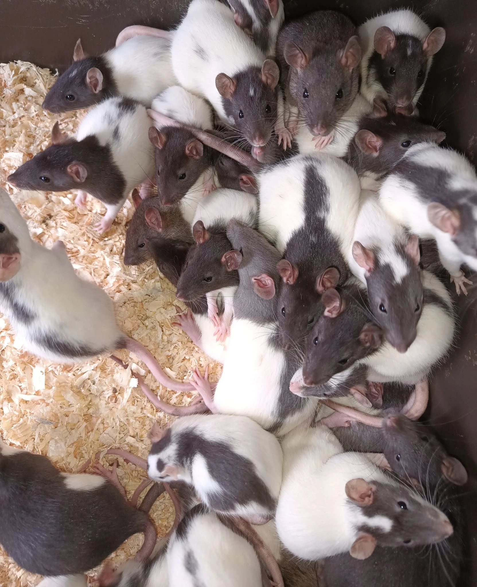 Potkani k odběru - různé velikosti