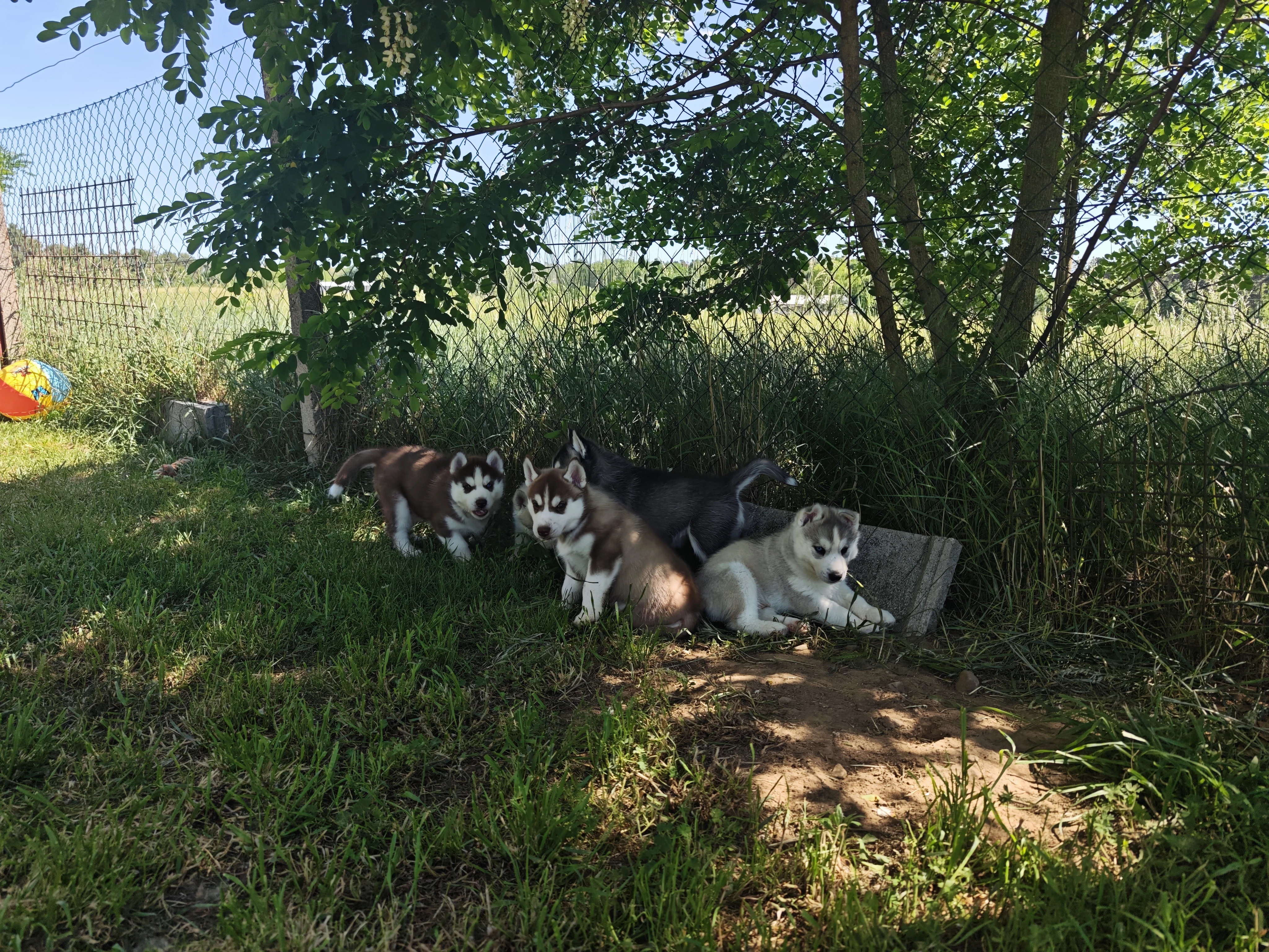Sibiřský husky s PP