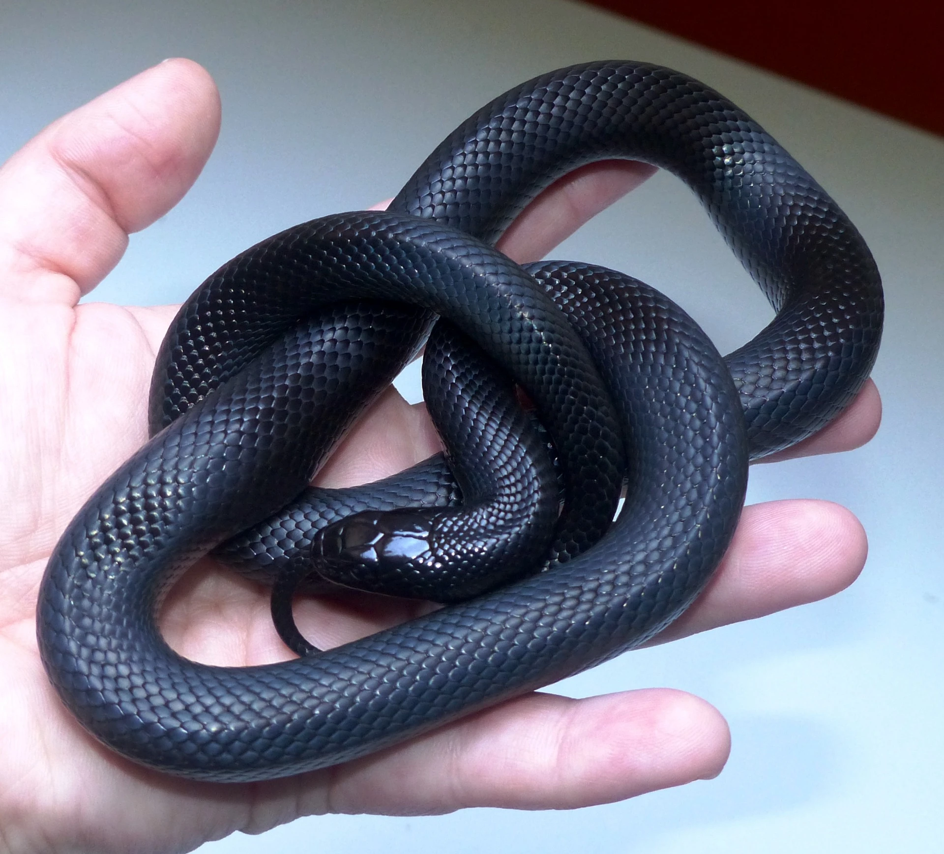 Lampropeltis nigrita